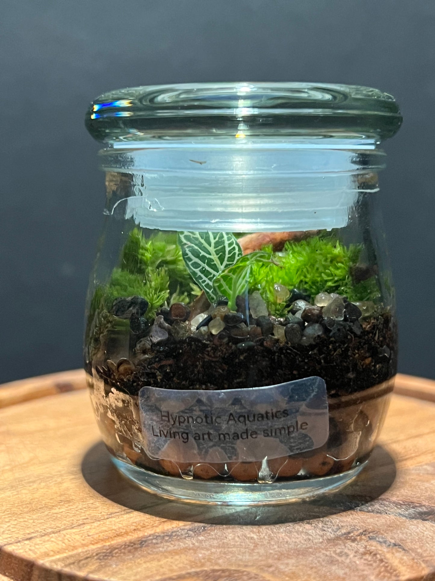 Terrarium 297
