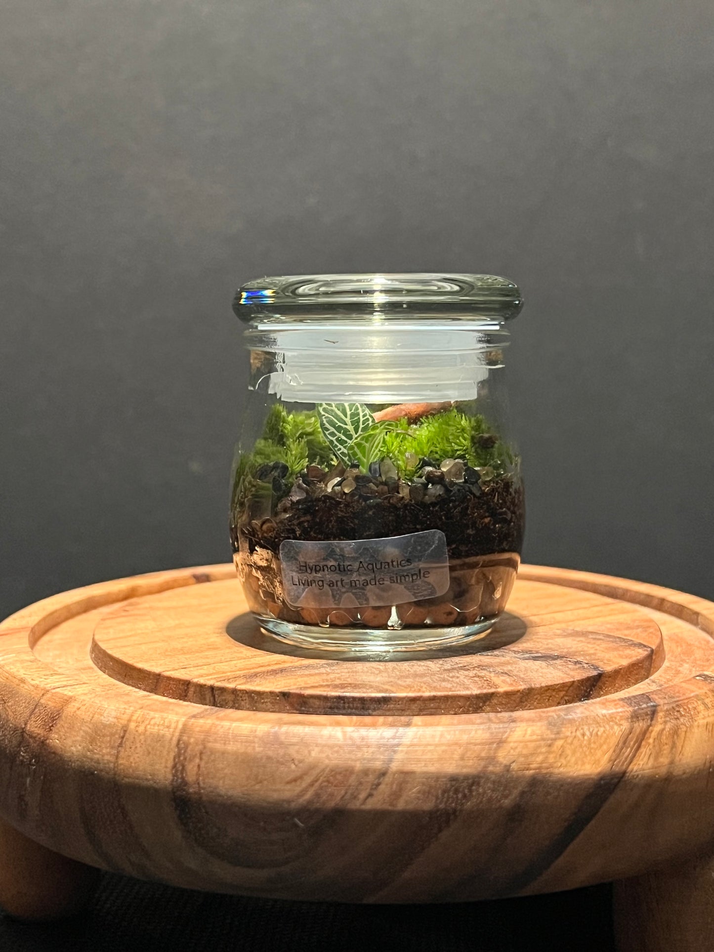 Terrarium 297