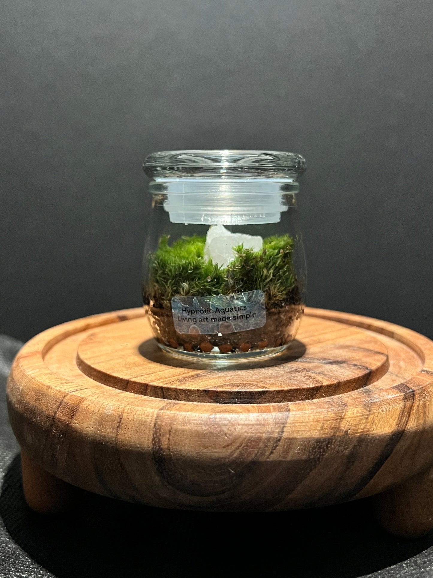 Terrarium 298