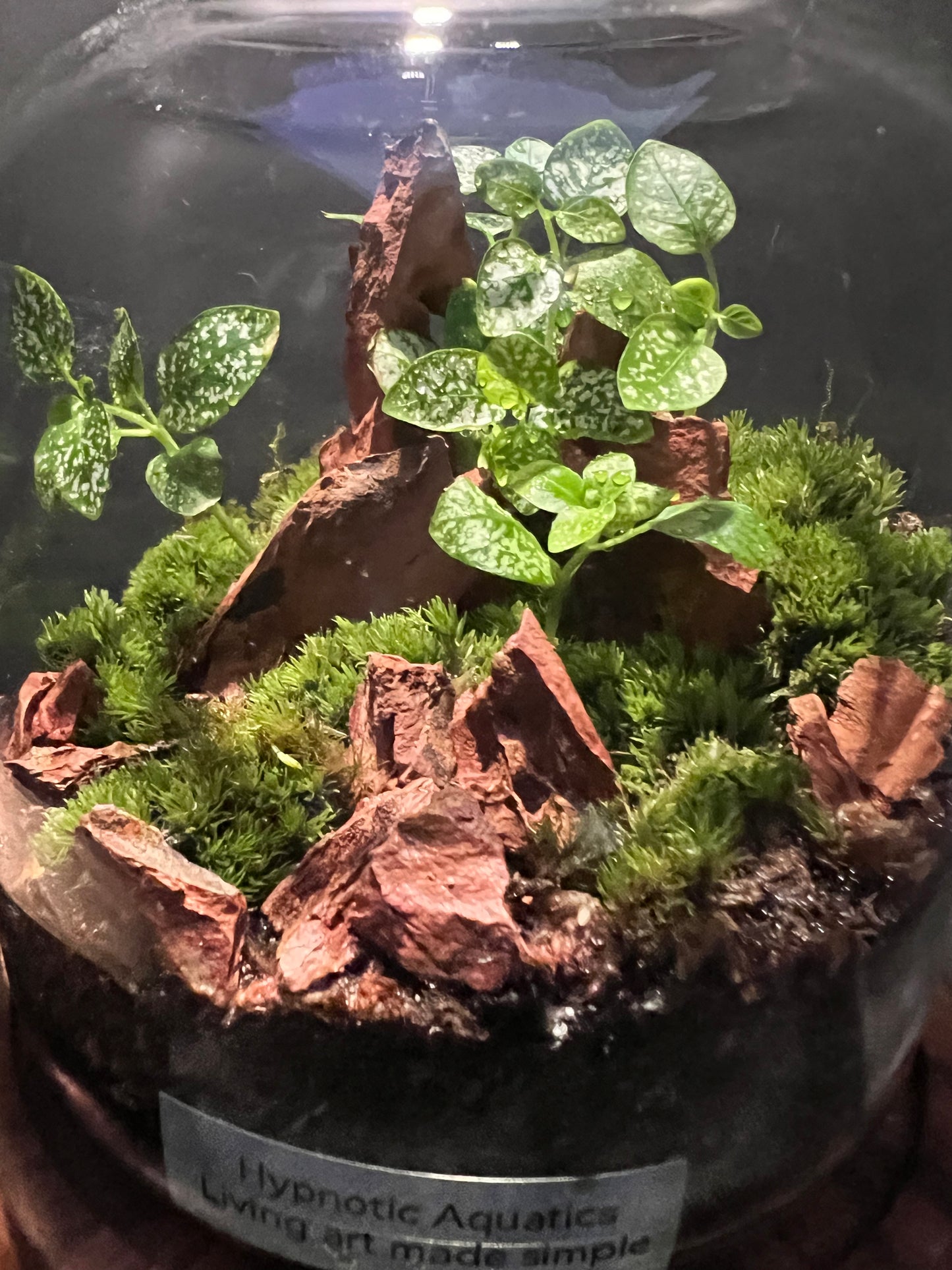 Terrarium 302