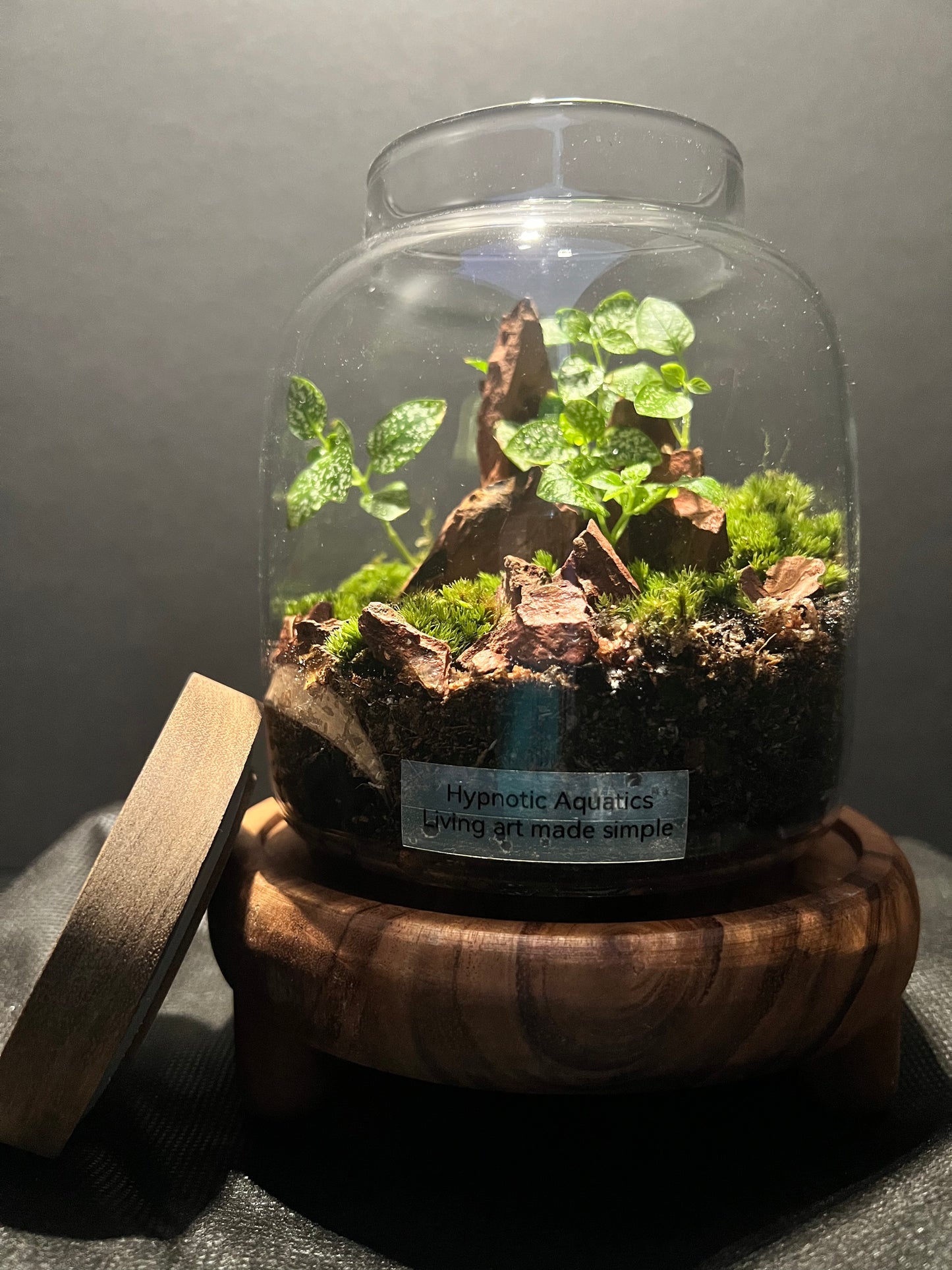 Terrarium 302