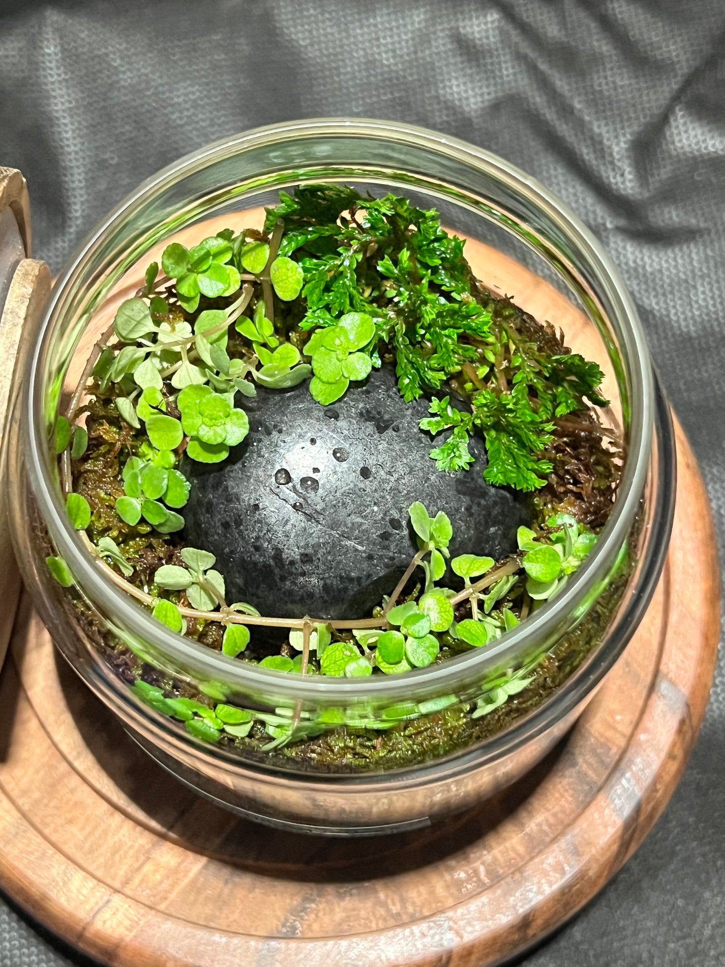Terrarium 303