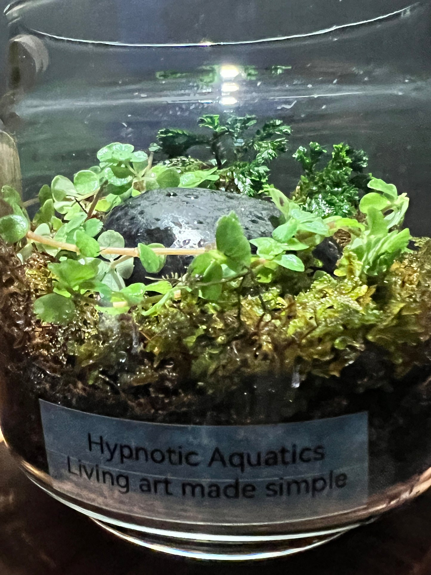 Terrarium 303
