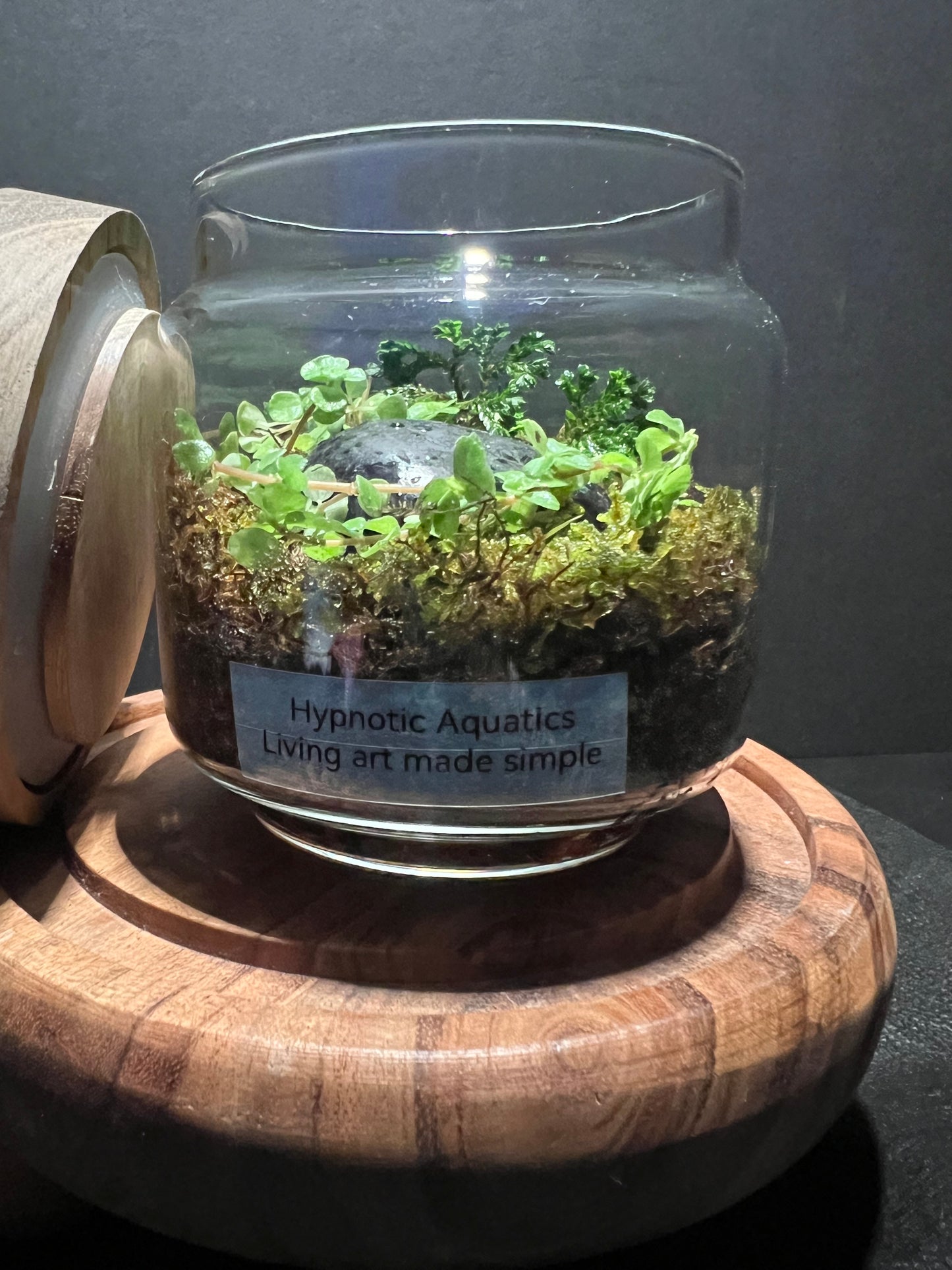 Terrarium 303