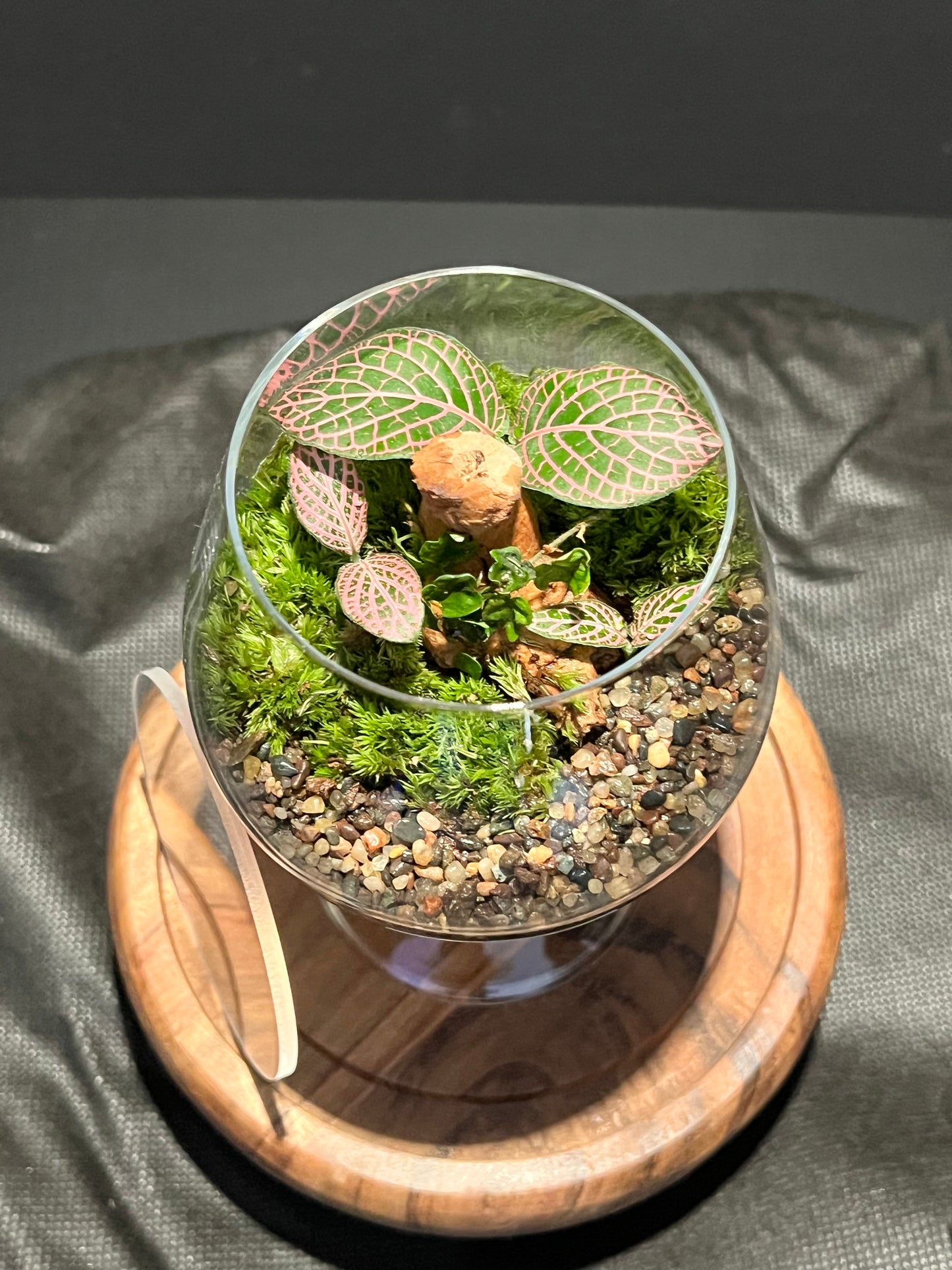 Terrarium 304