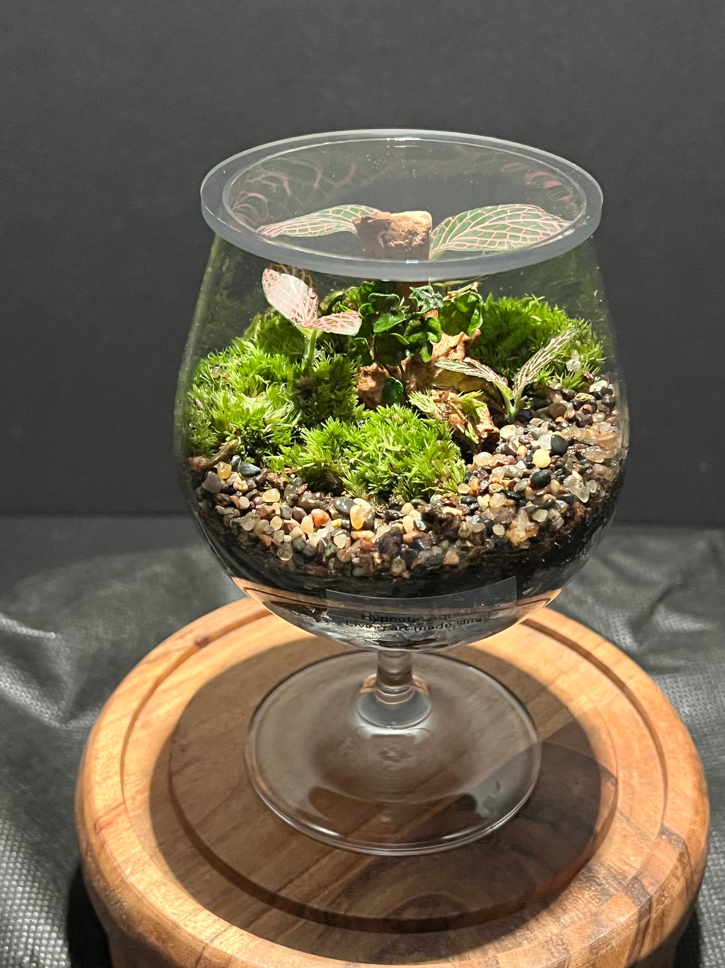 Terrarium 304
