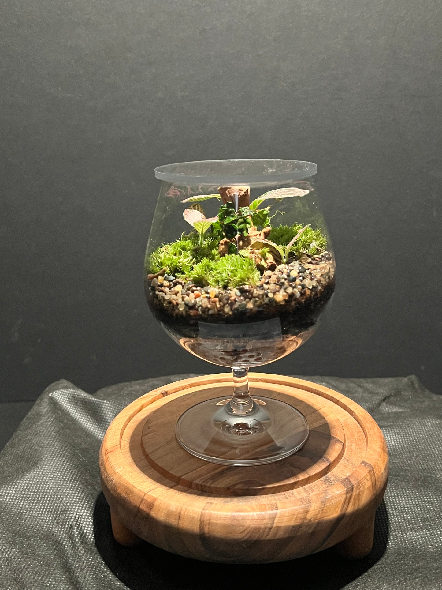 Terrarium 304