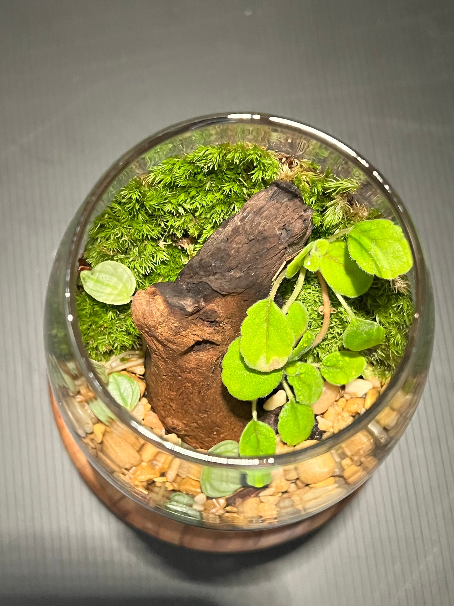 Terrarium 305