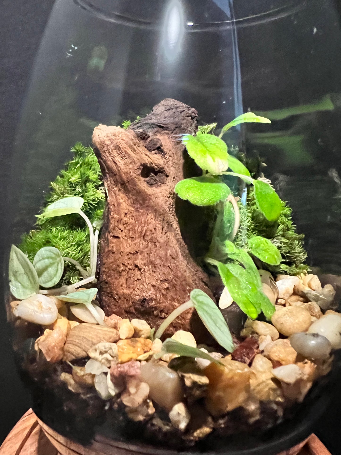 Terrarium 305