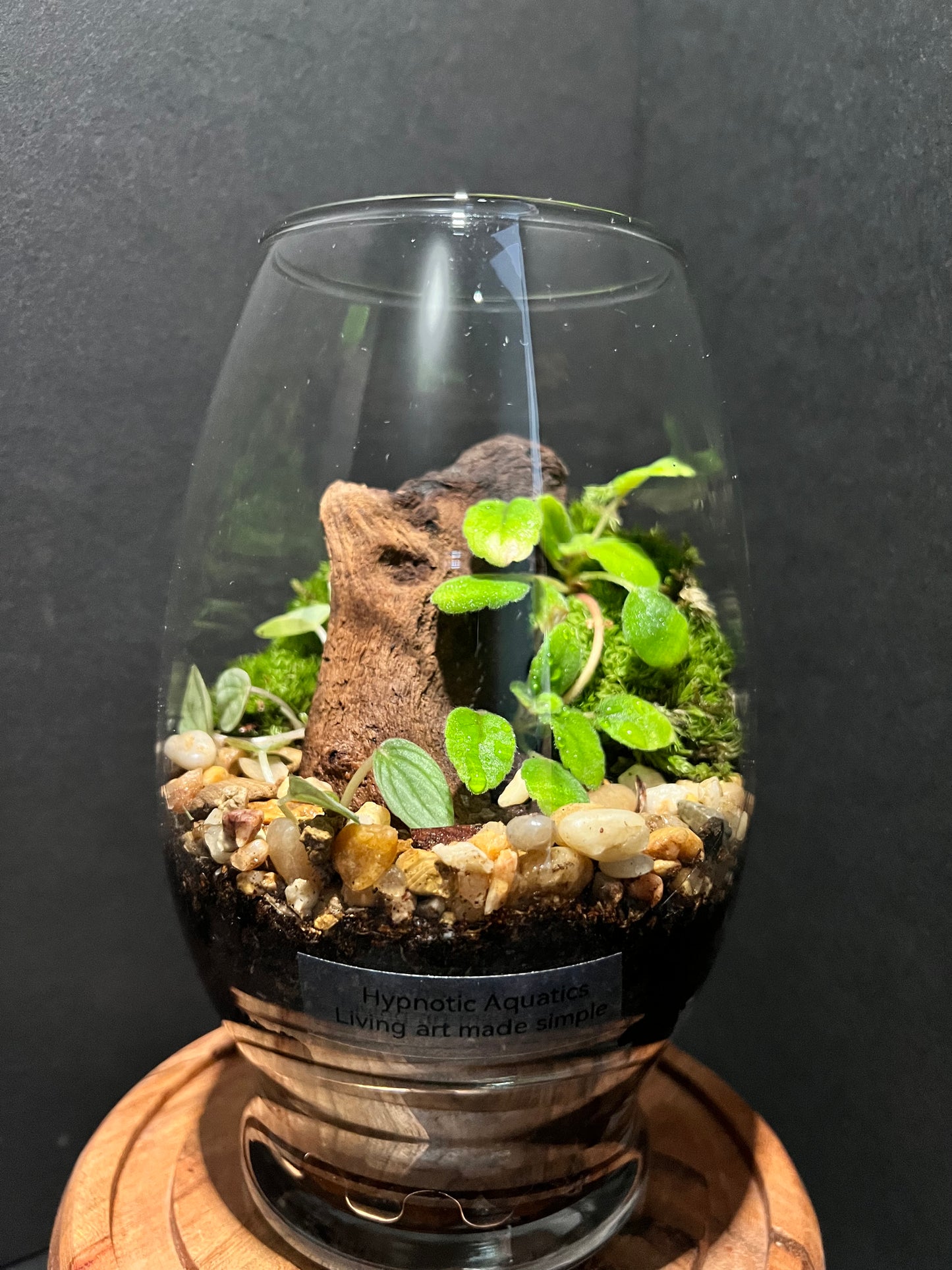 Terrarium 305