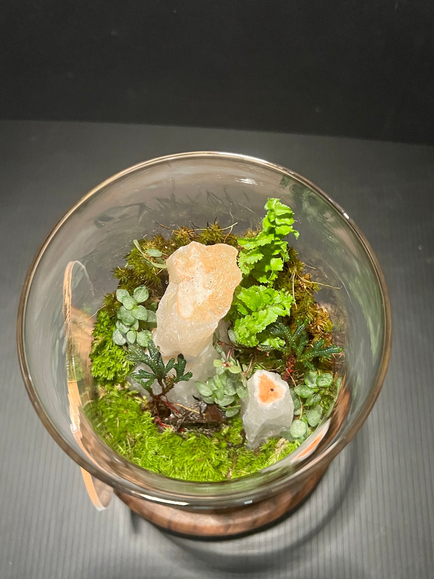 Terrarium 306