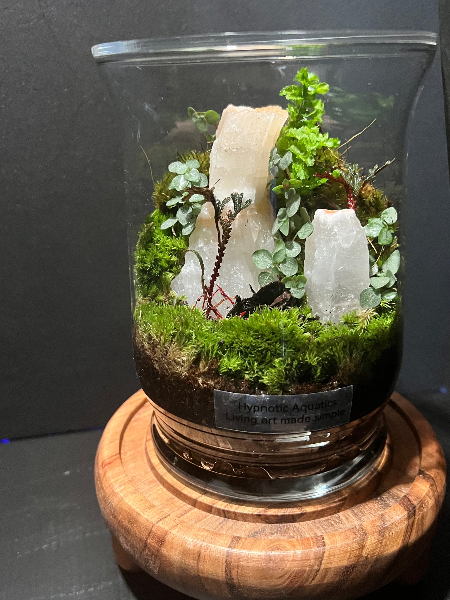 Terrarium 306