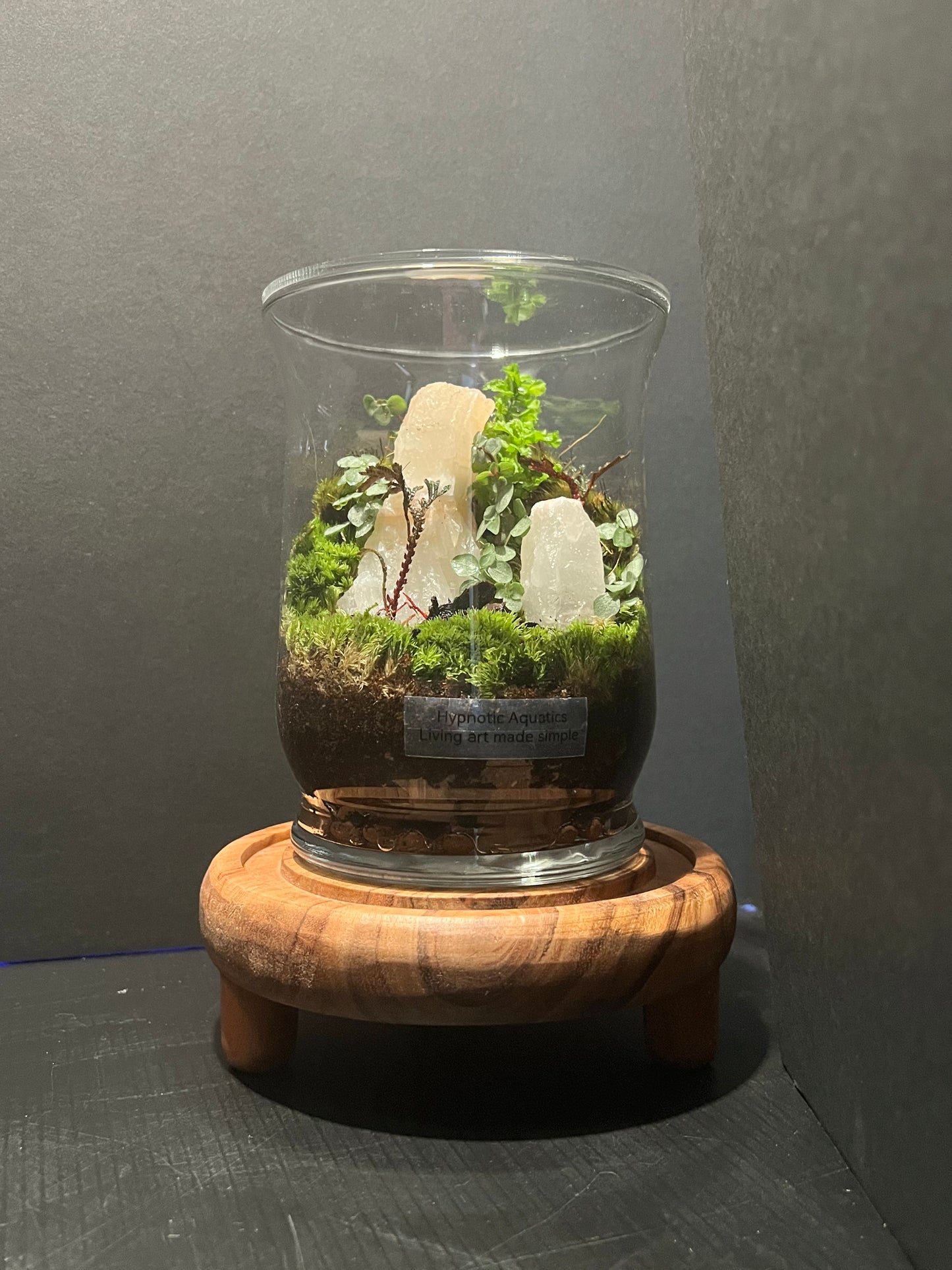 Terrarium 306