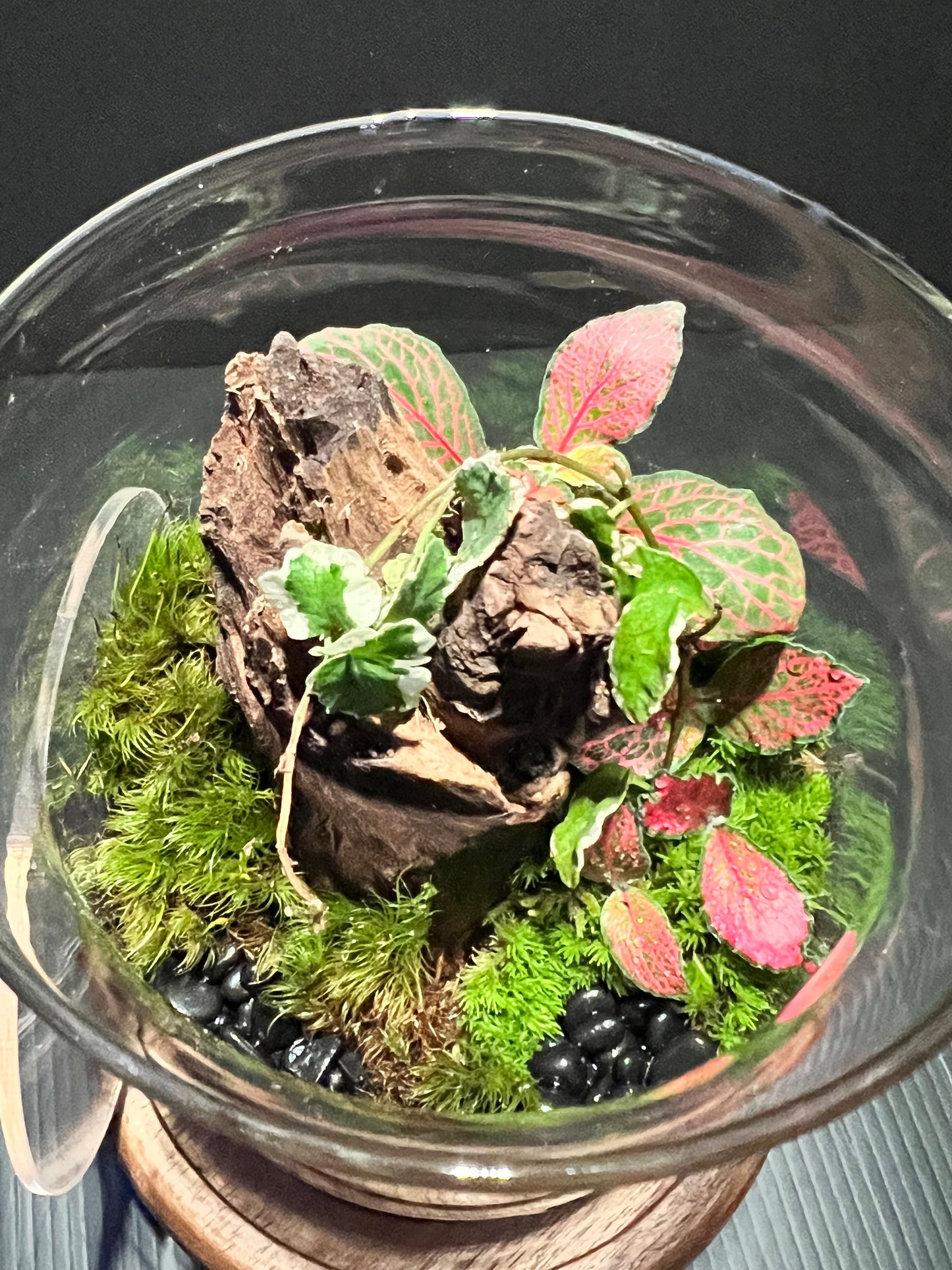 Terrarium 308