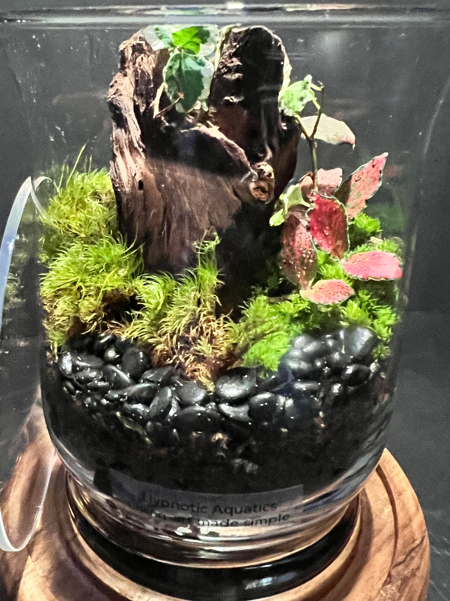 Terrarium 308