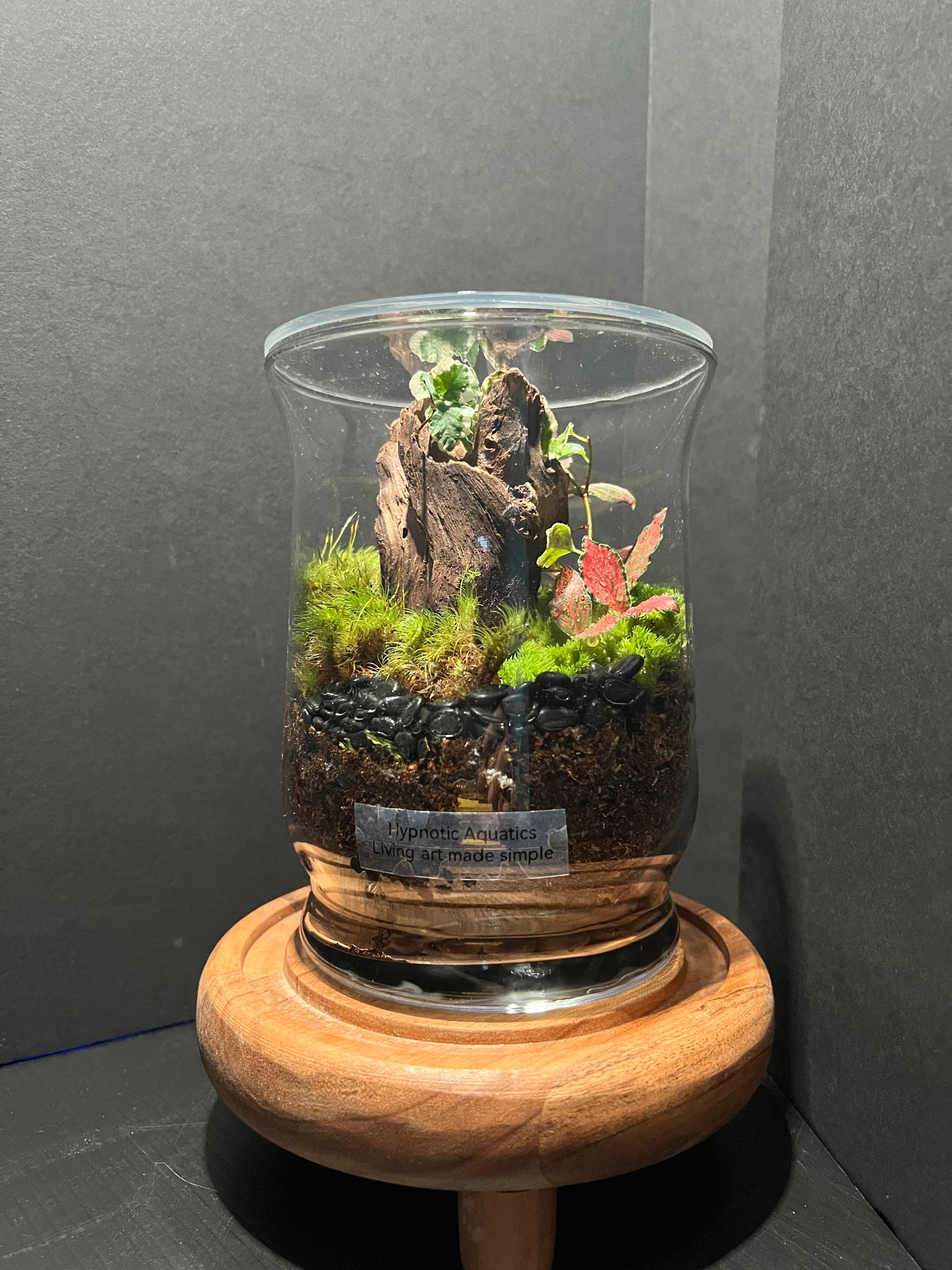 Terrarium 308