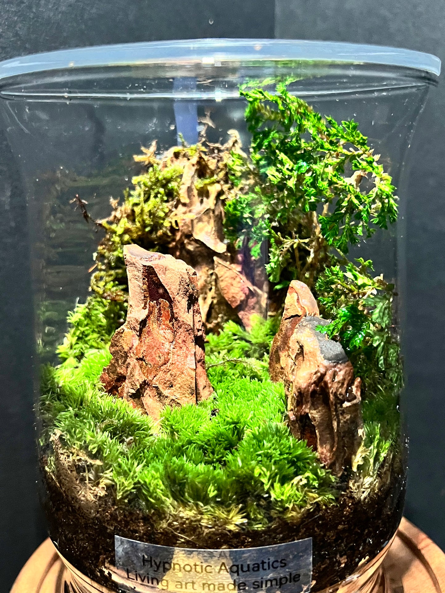 Terrarium 309