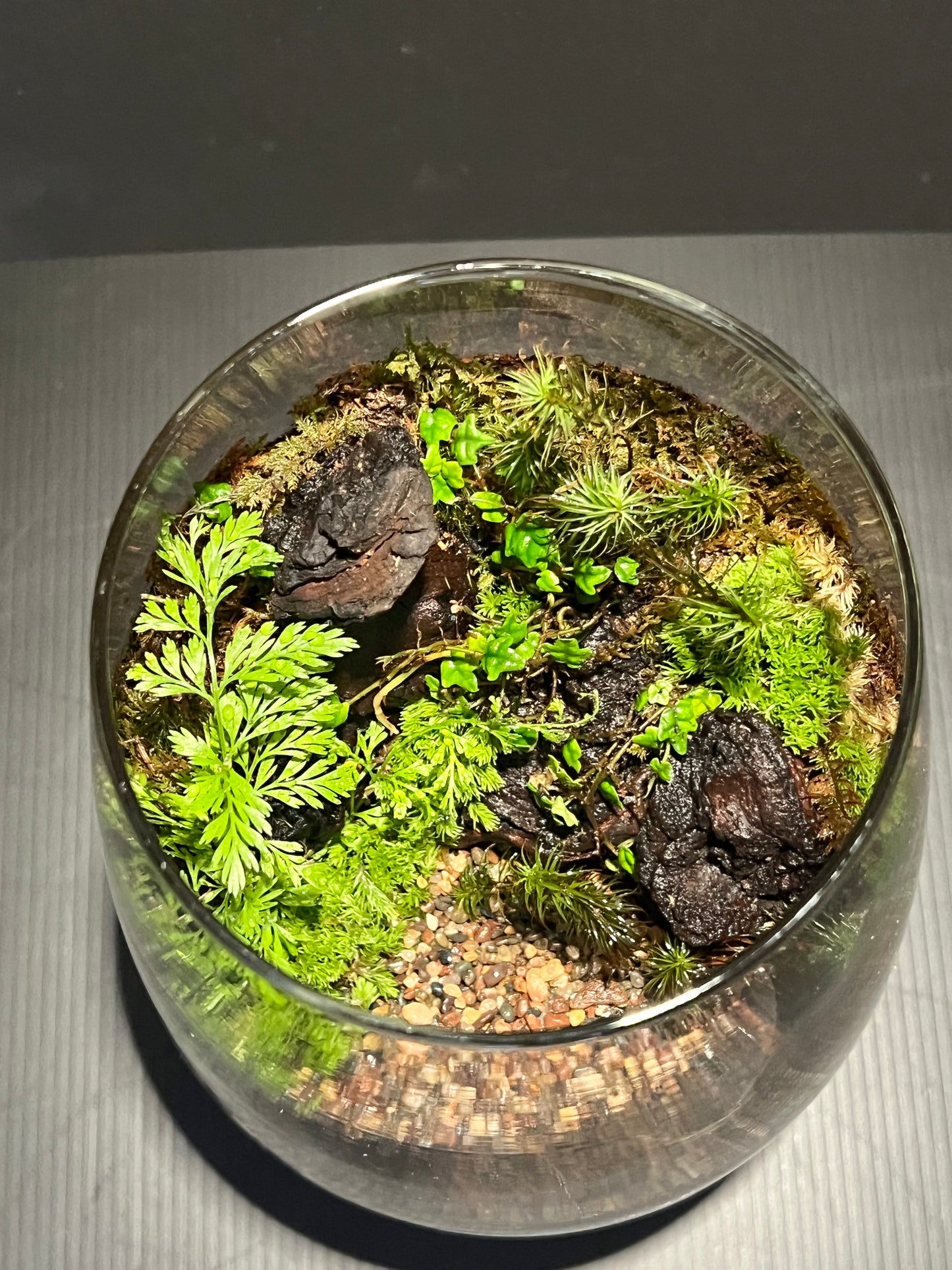 Terrarium 310