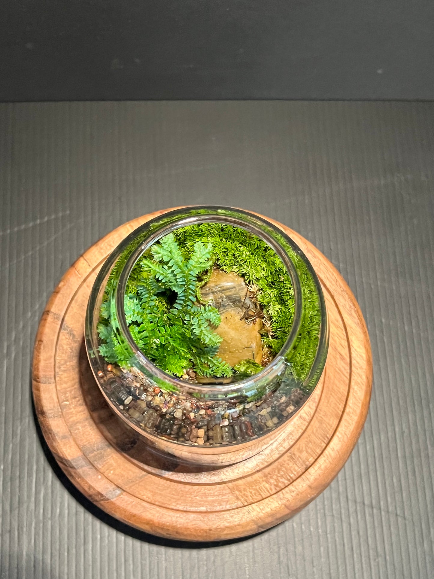Terrarium 311