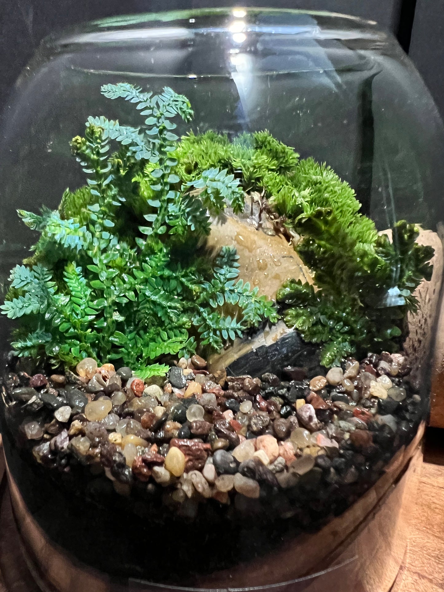 Terrarium 311