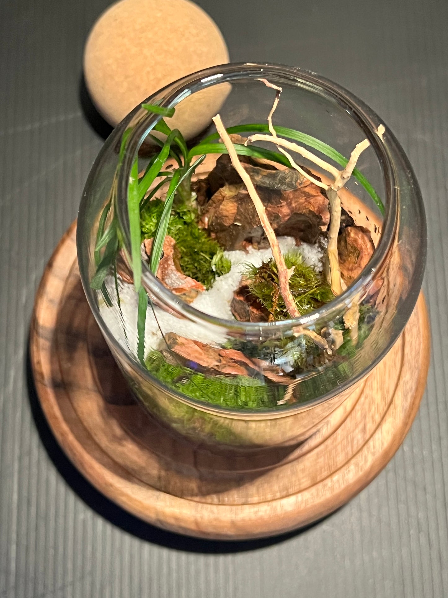 Terrarium 312
