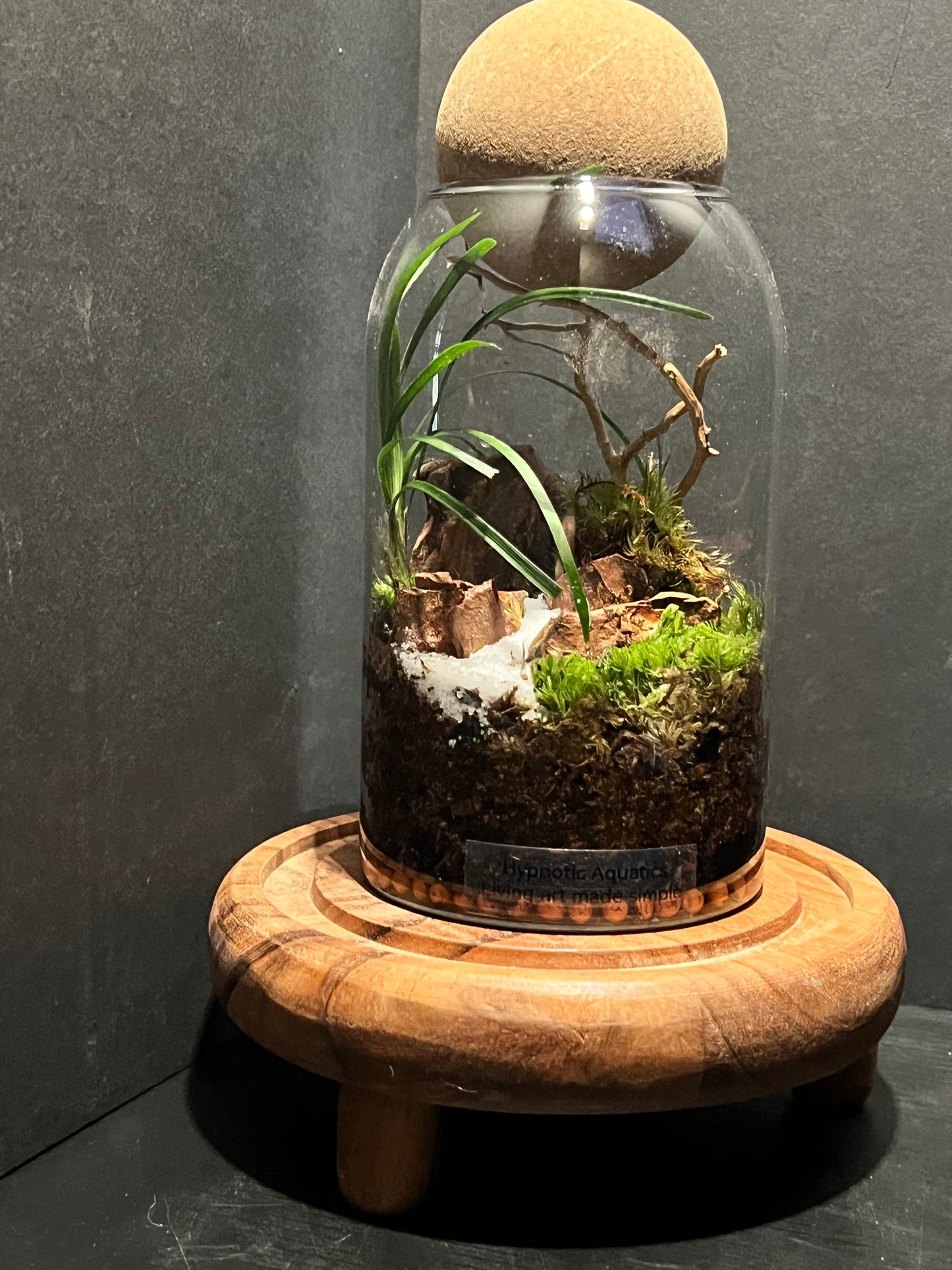 Terrarium 312