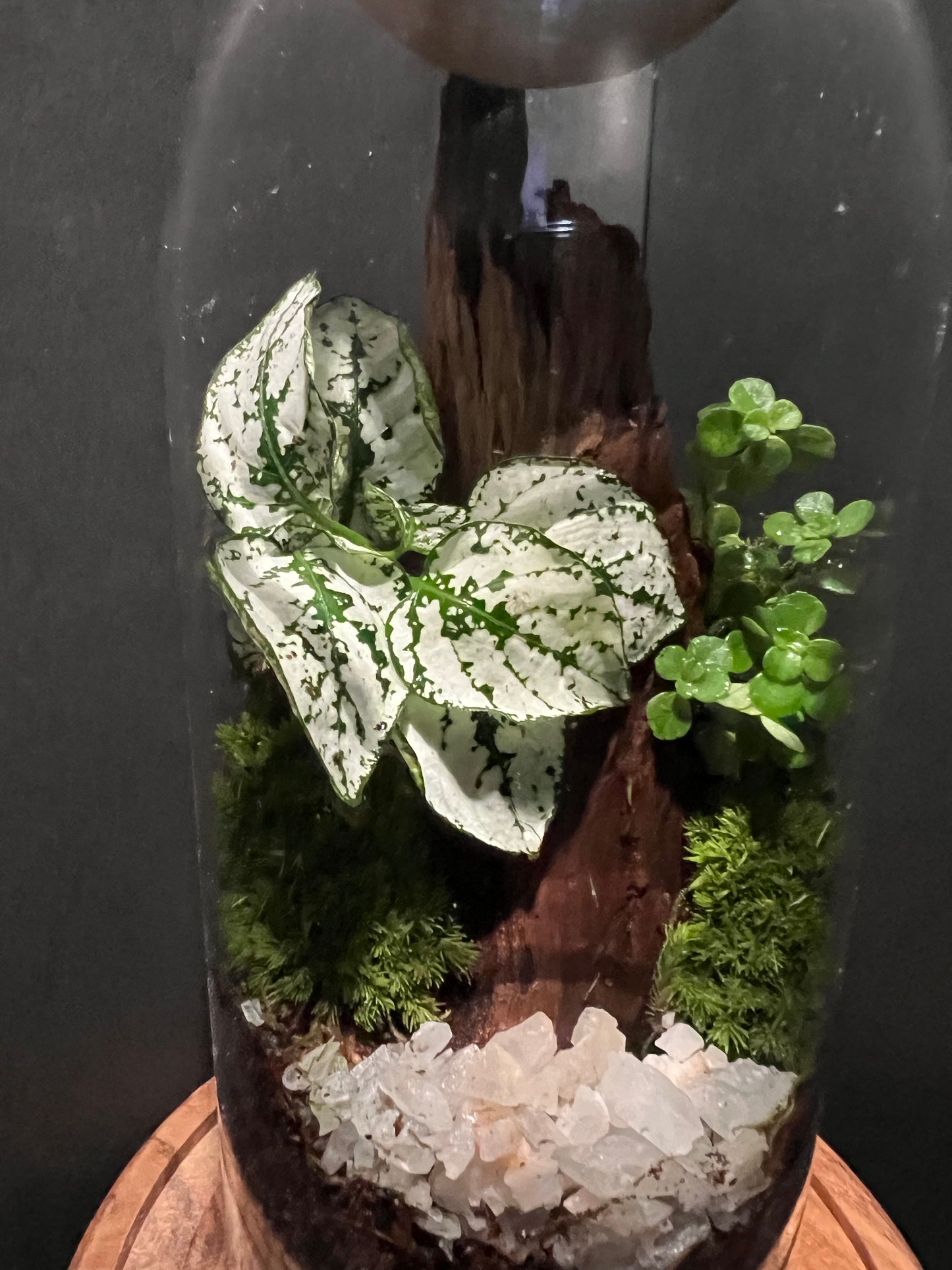 Terrarium 313