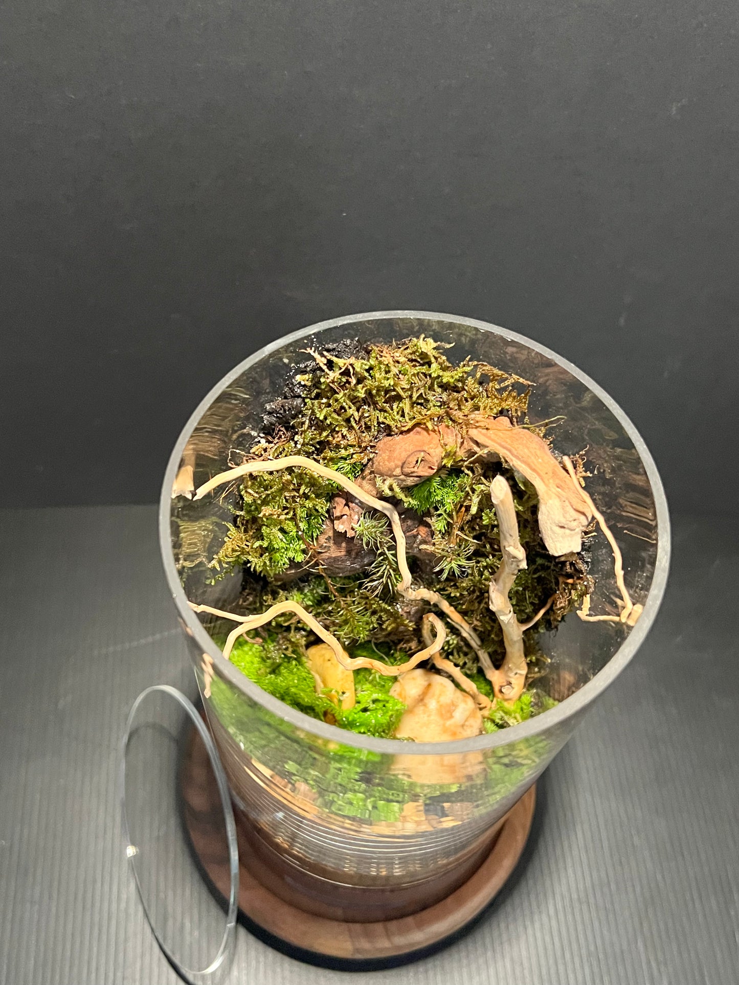 Terrarium 314