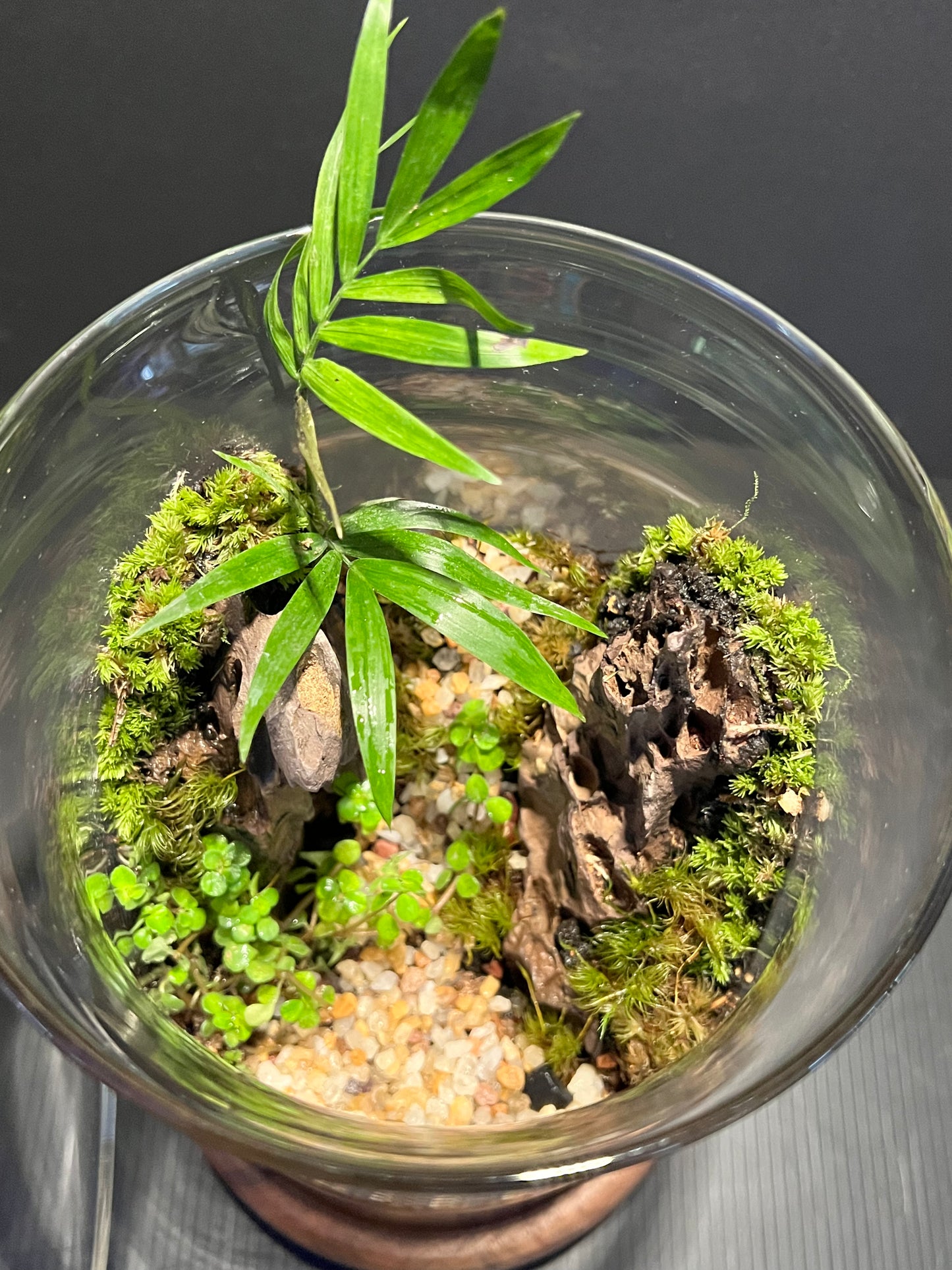 Terrarium 315