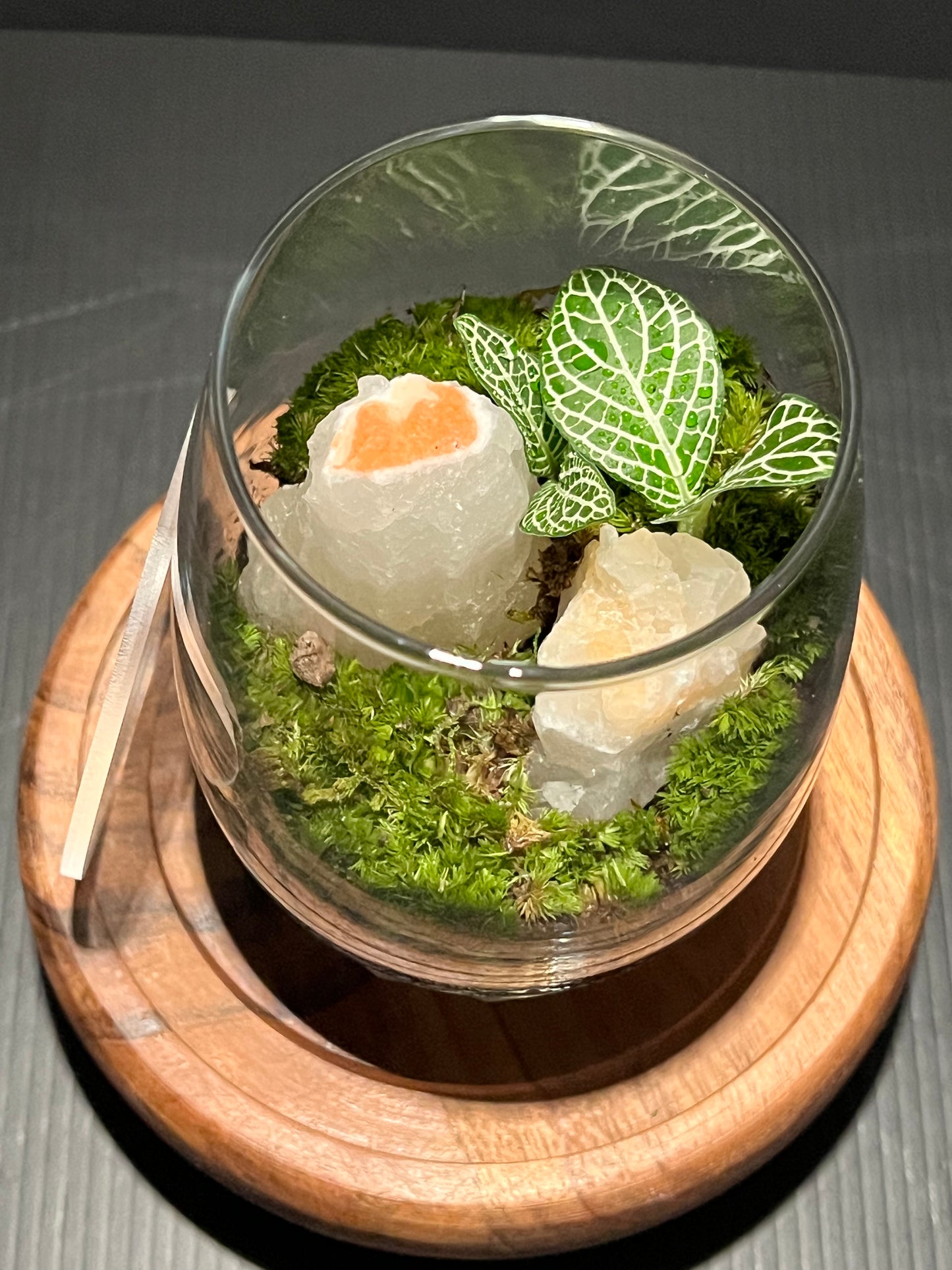 Terrarium 316