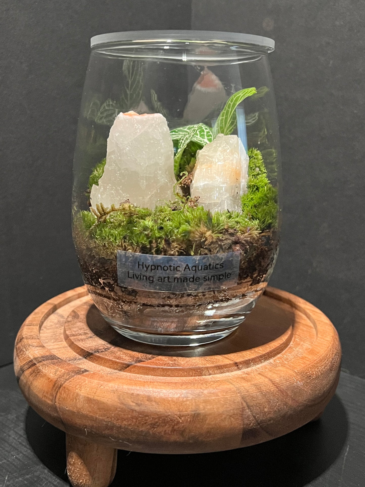 Terrarium 316