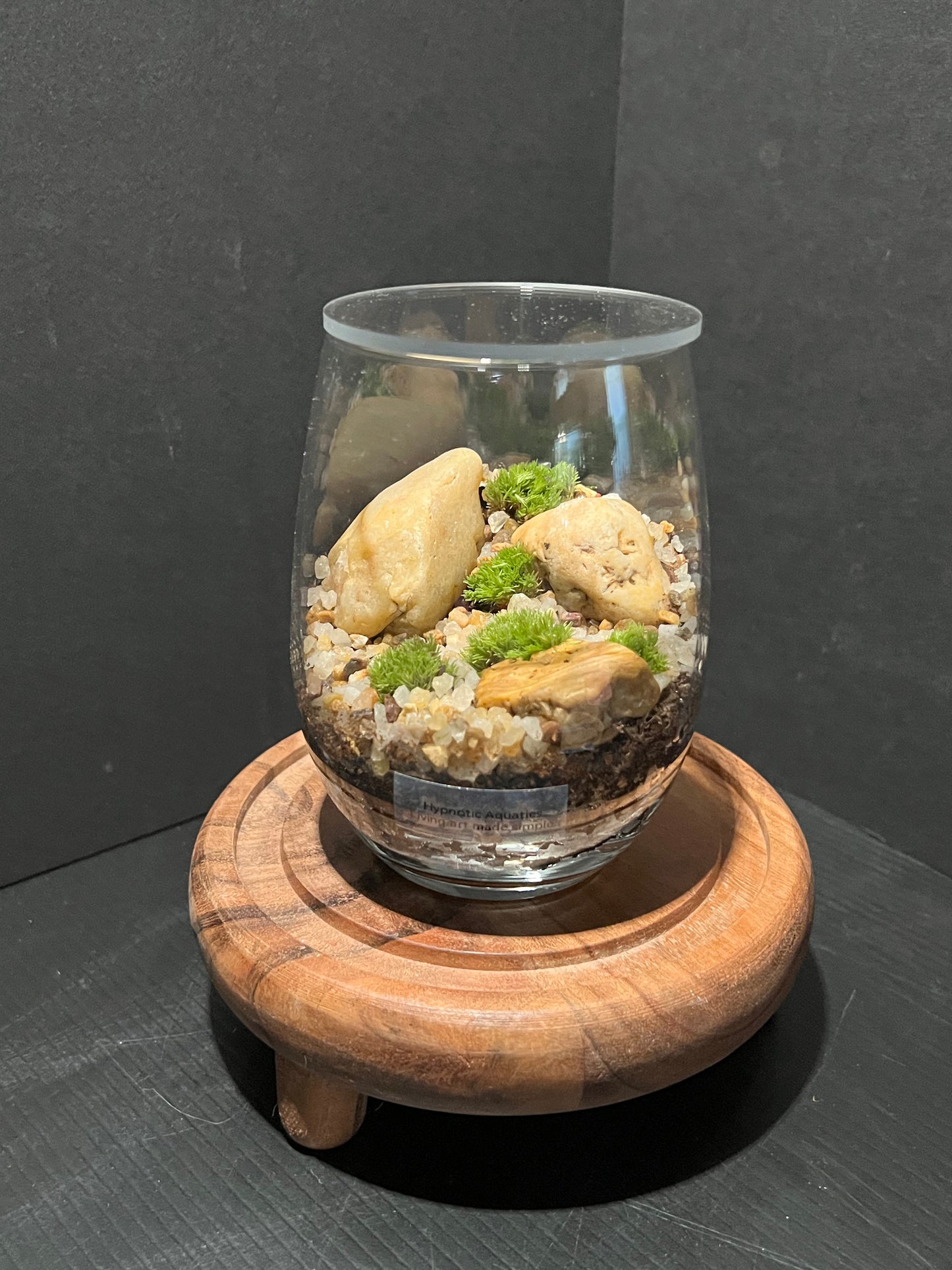 Terrarium 317