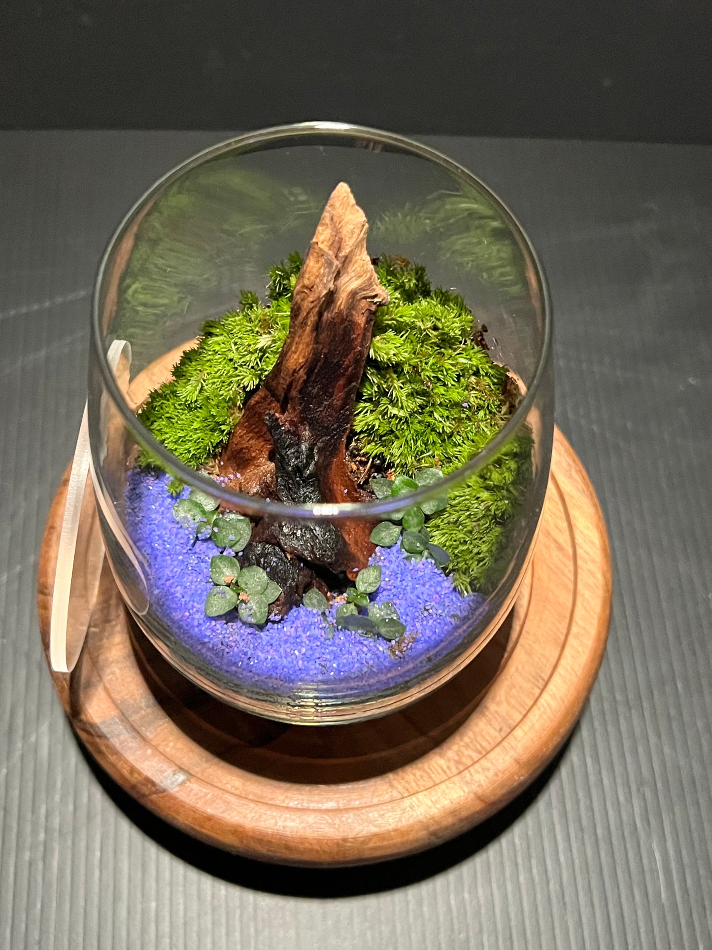 Terrarium 318
