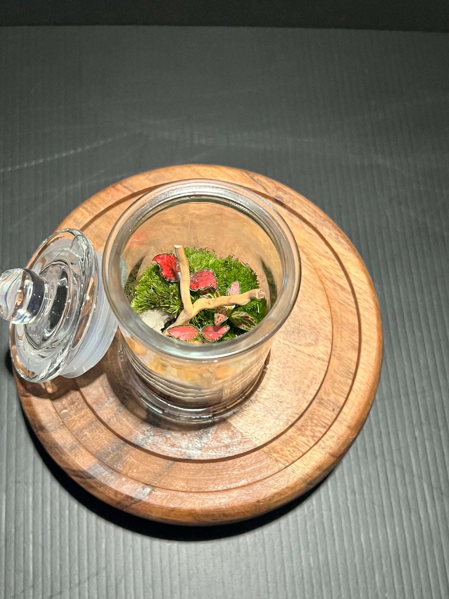 Terrarium 319