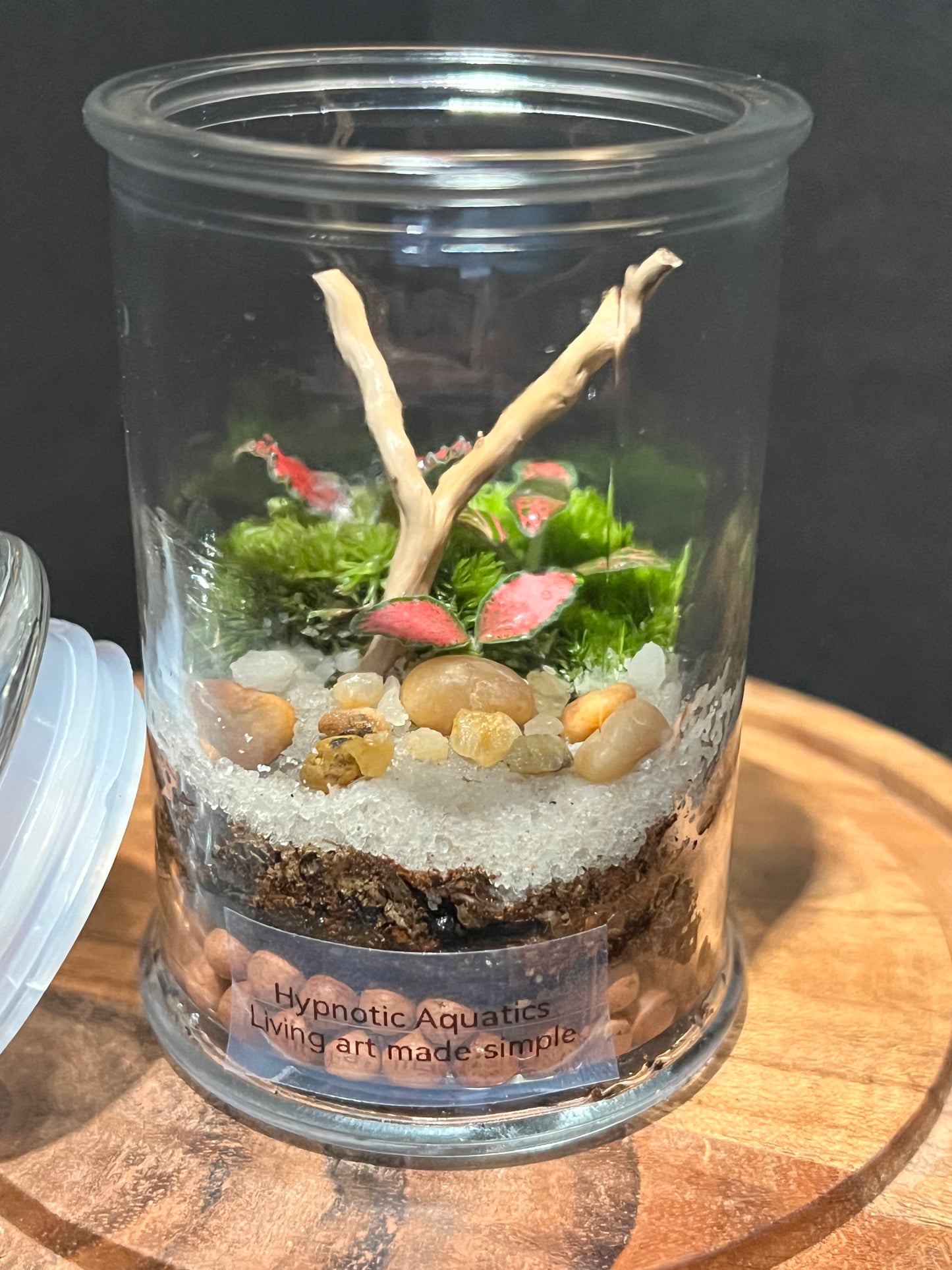 Terrarium 319