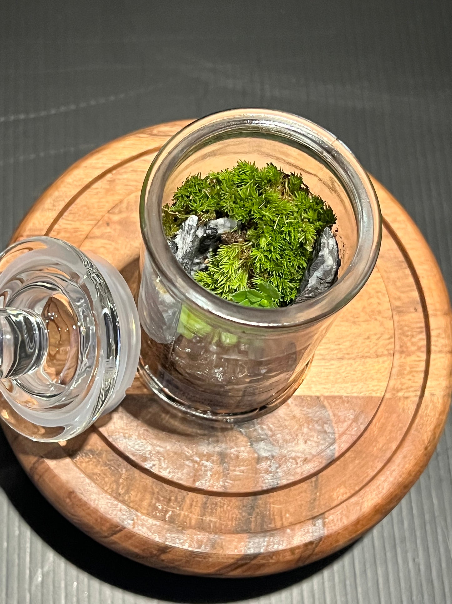 Terrarium 320