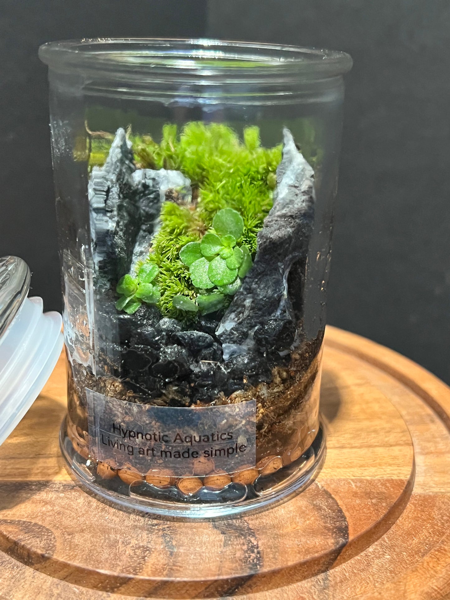 Terrarium 320