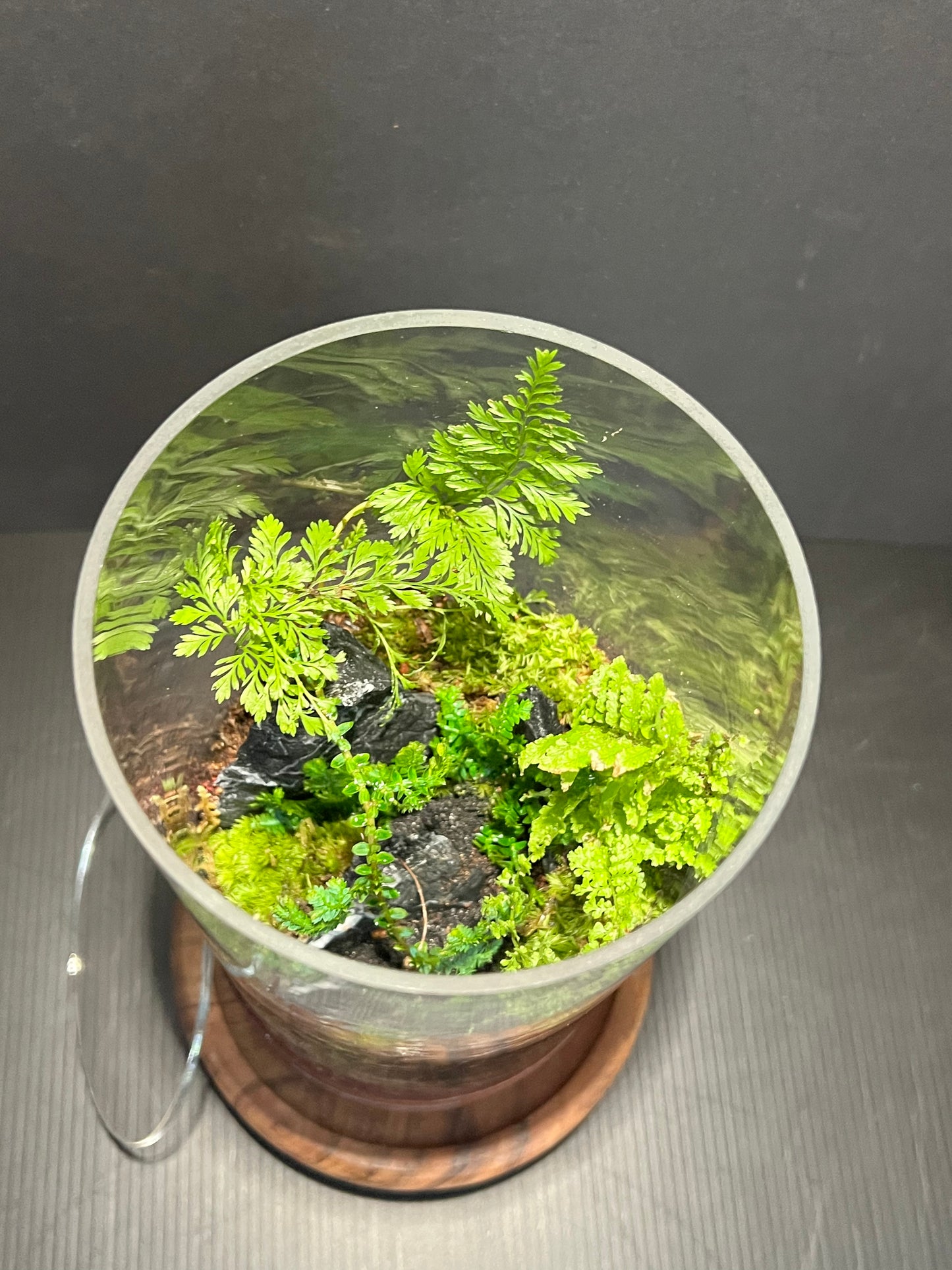 Terrarium 321