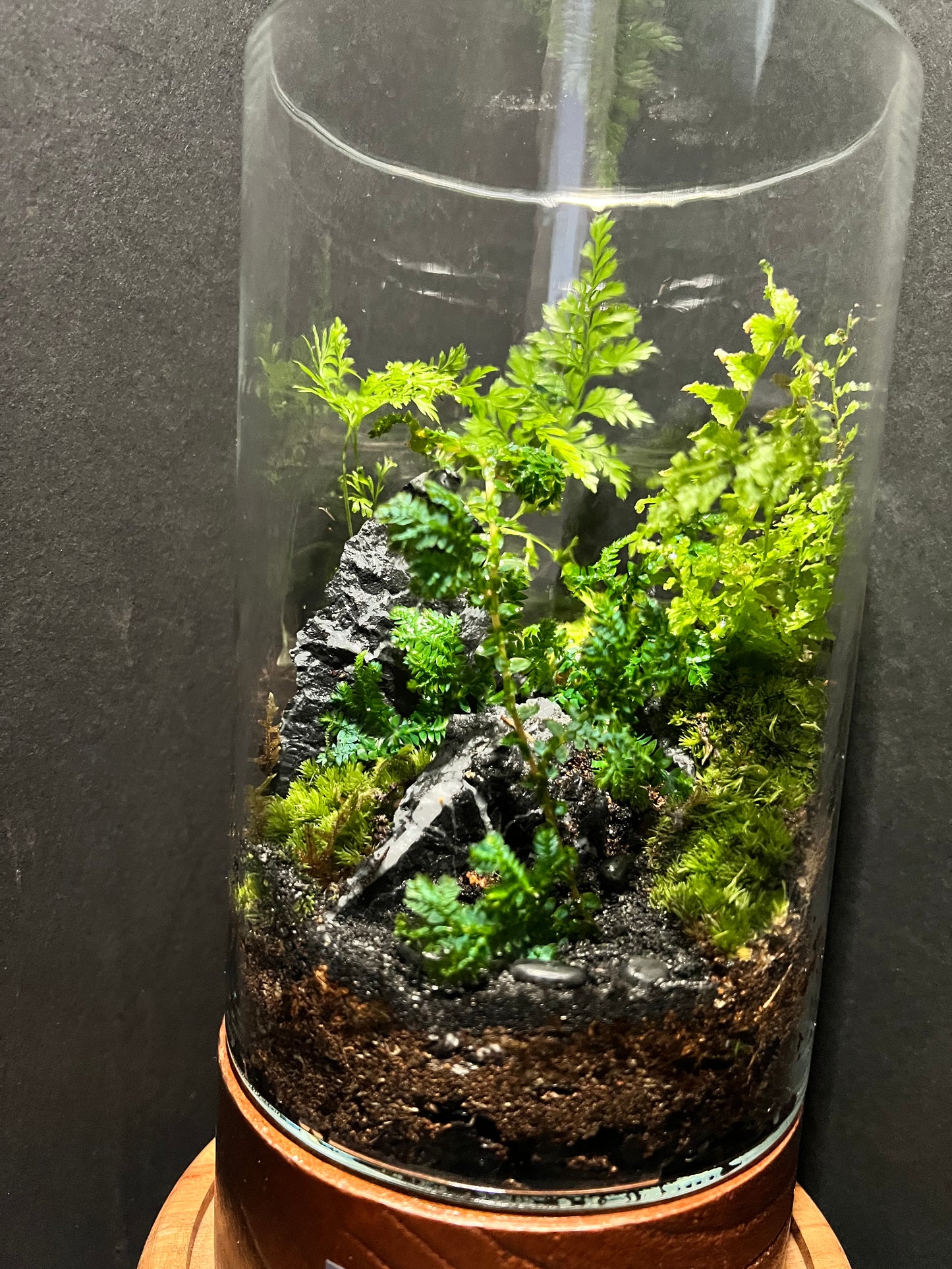 Terrarium 321