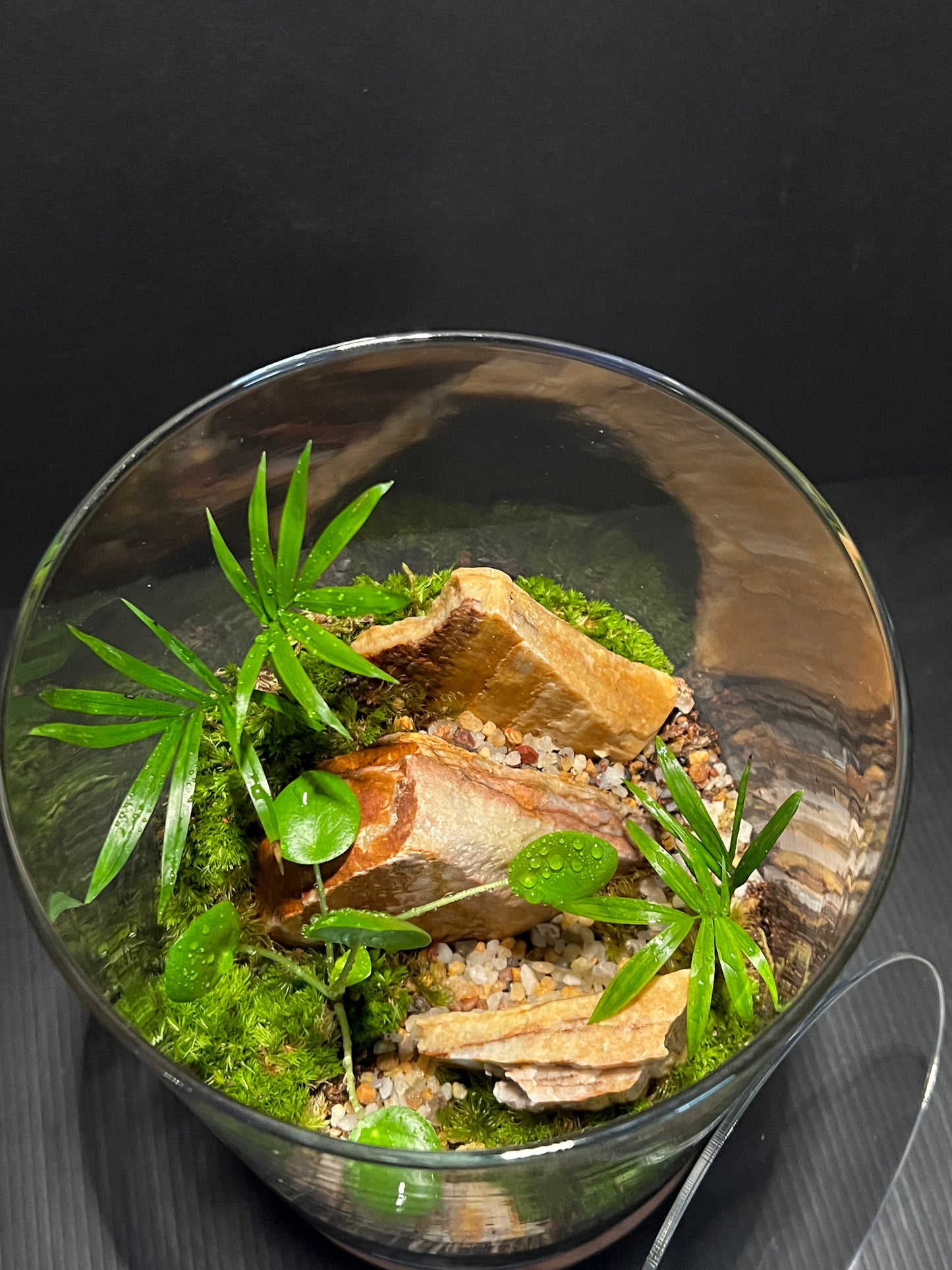 Terrarium 322