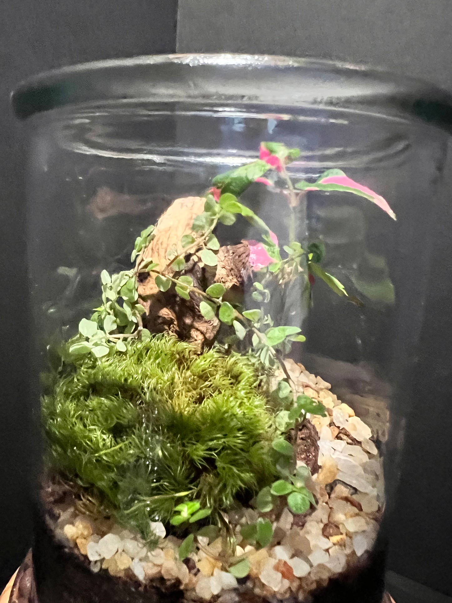 Terrarium 326