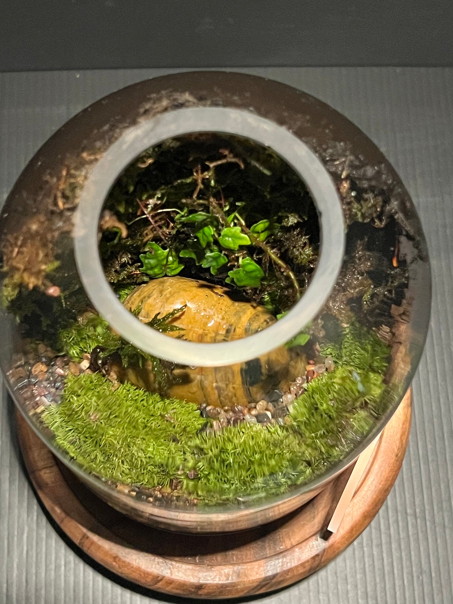 Terrarium 328