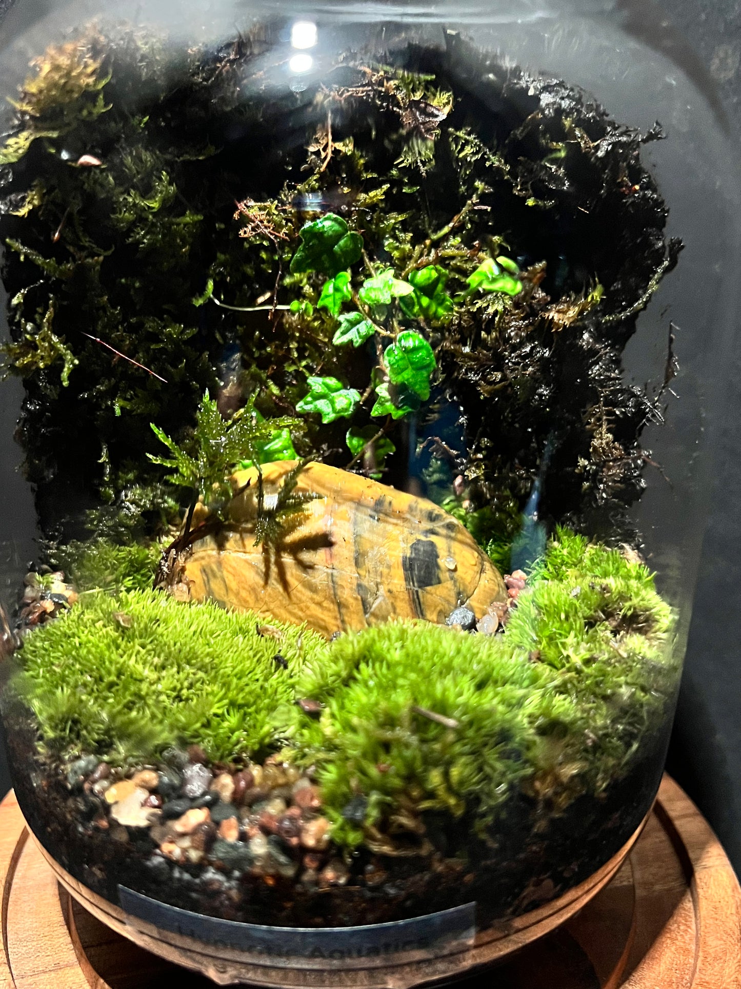 Terrarium 328