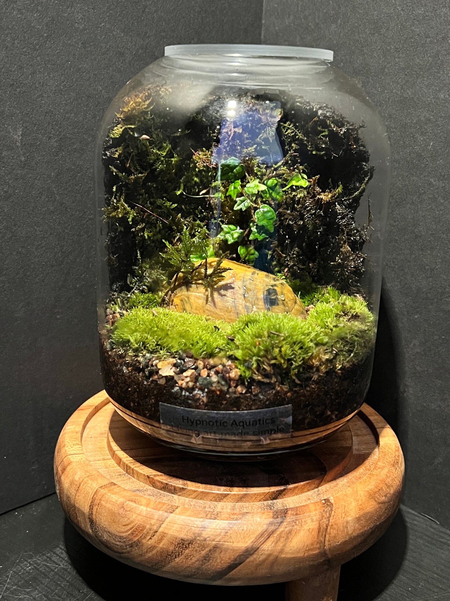 Terrarium 328