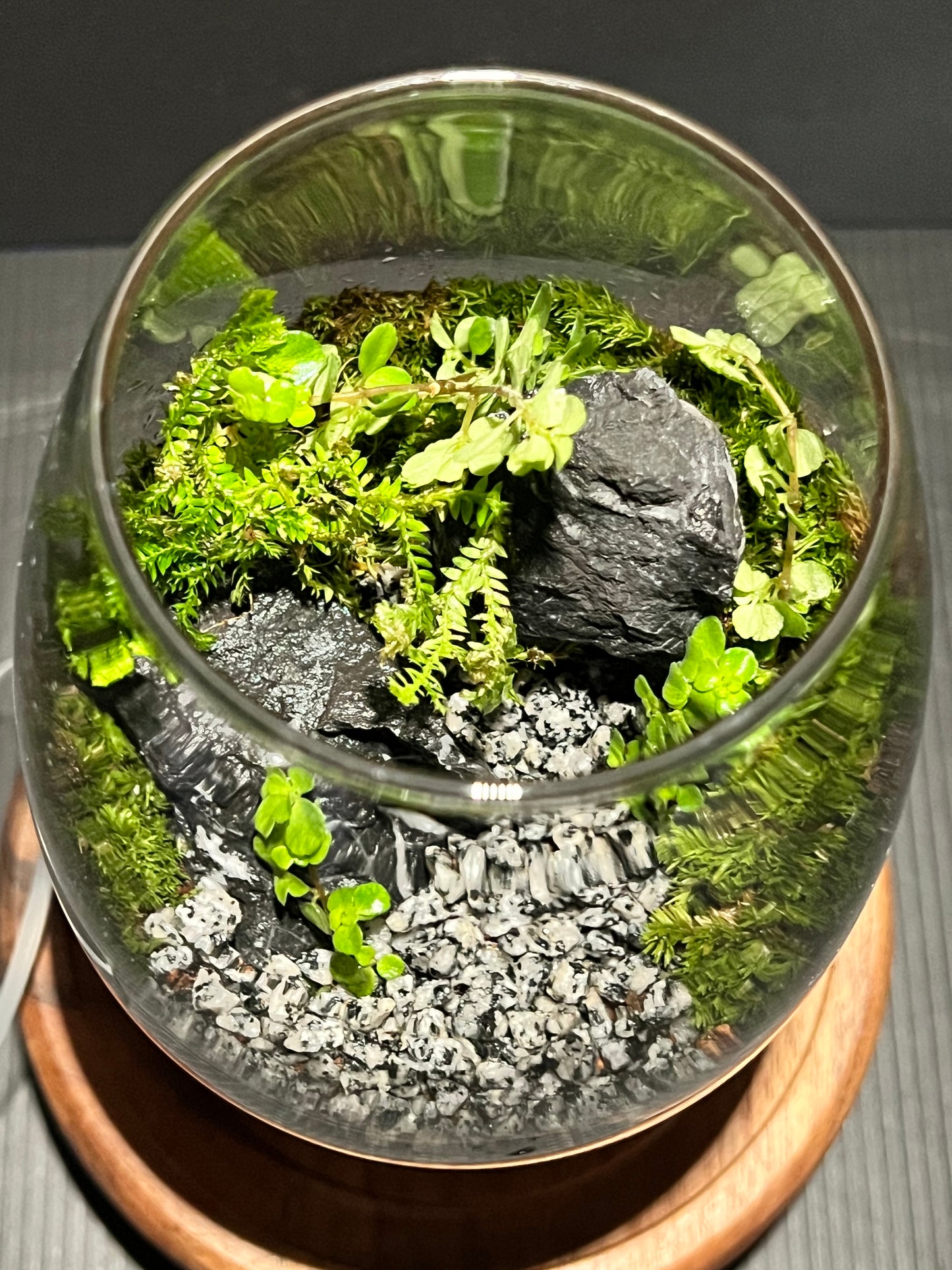 Terrarium 331