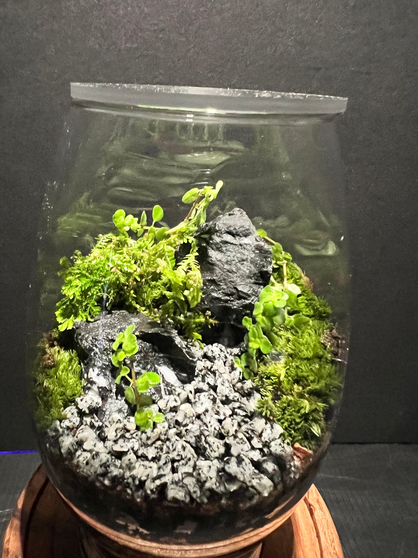 Terrarium 331