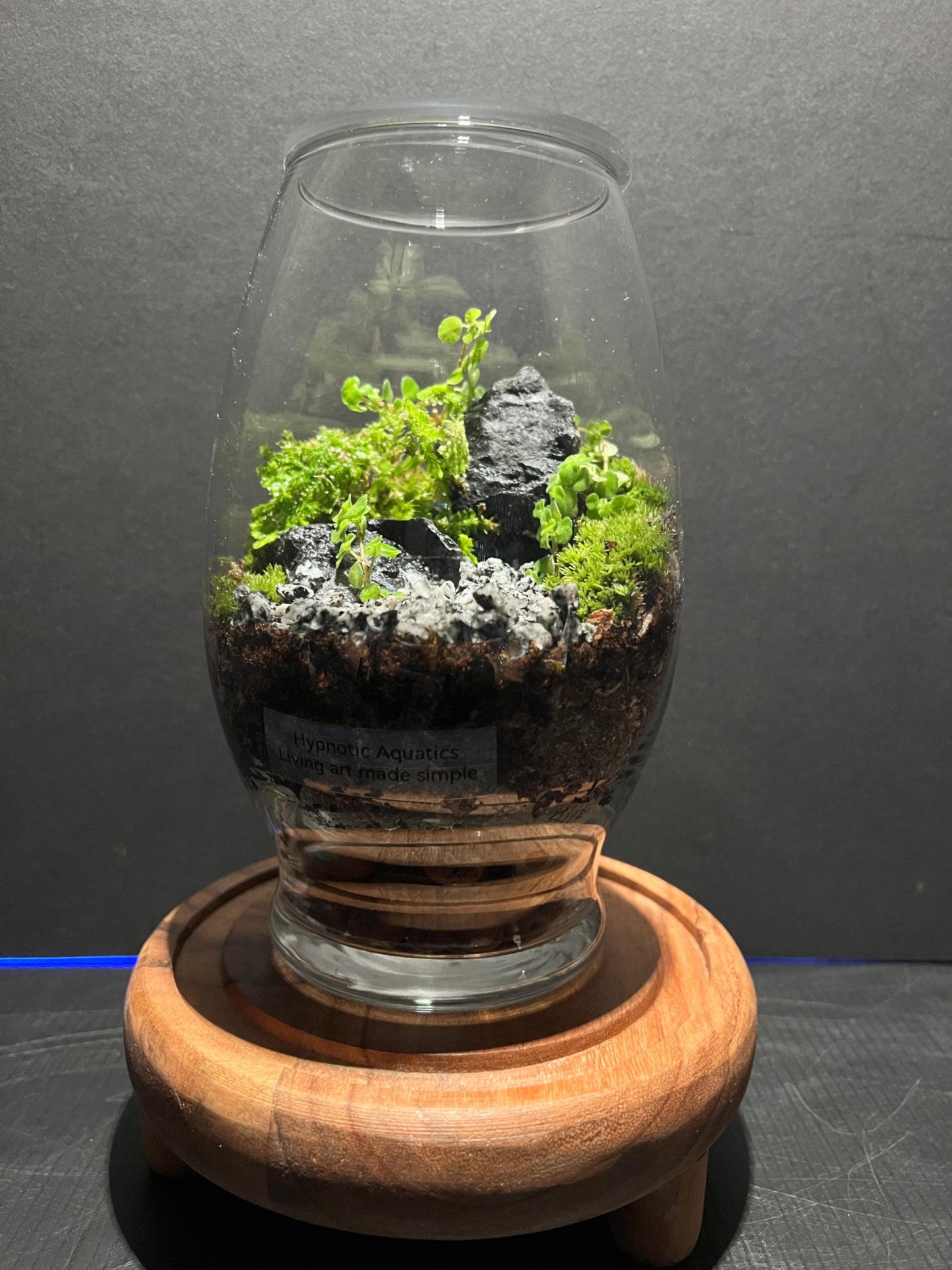 Terrarium 331