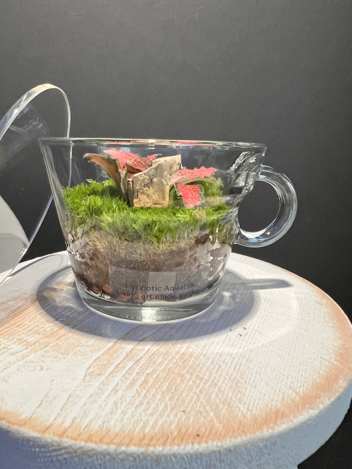 Terrarium 334