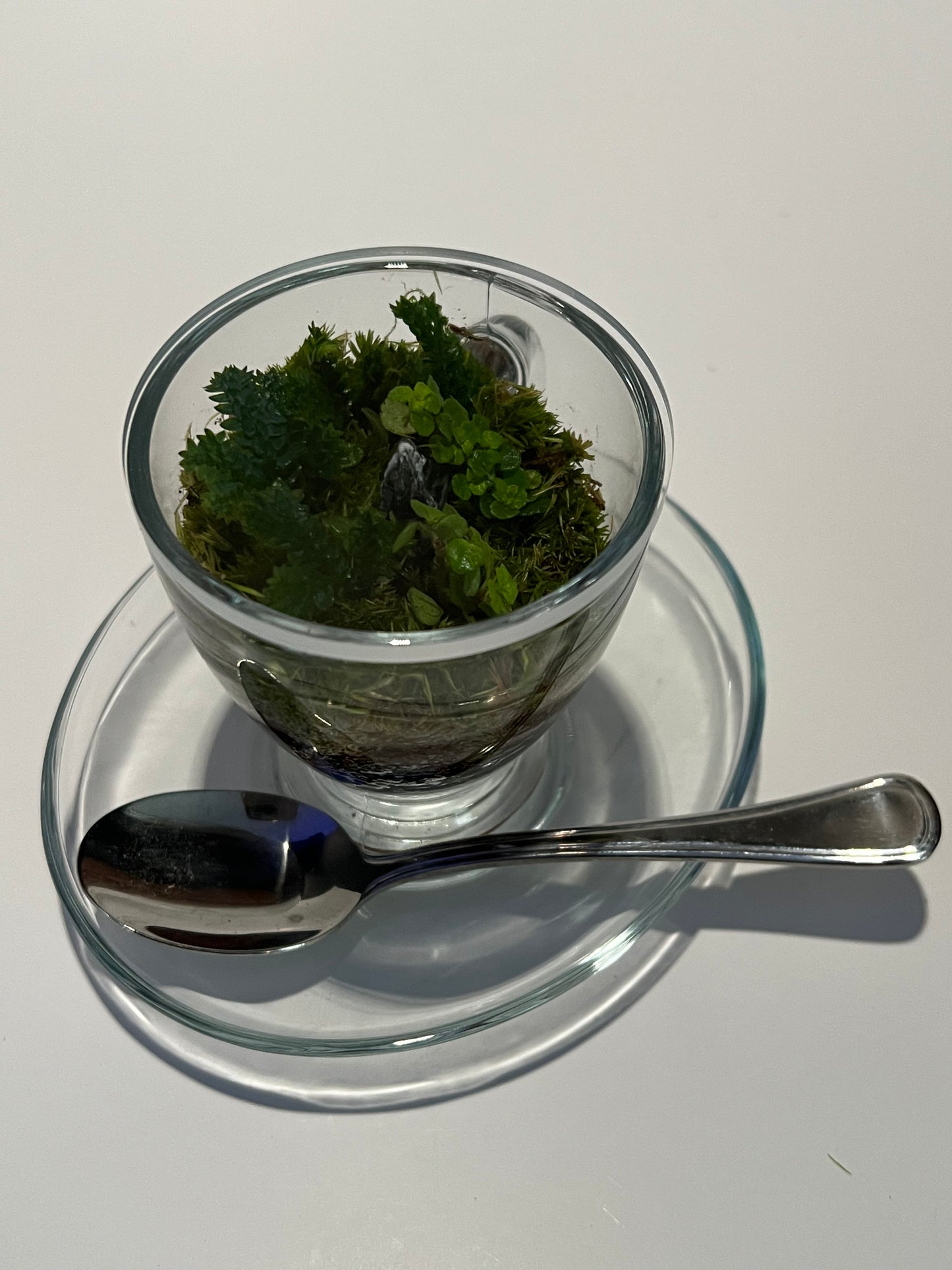Terrarium # 336 Tea Set
