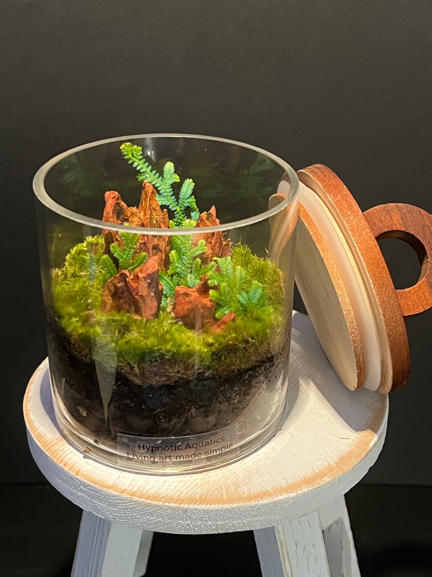 Terrarium 337